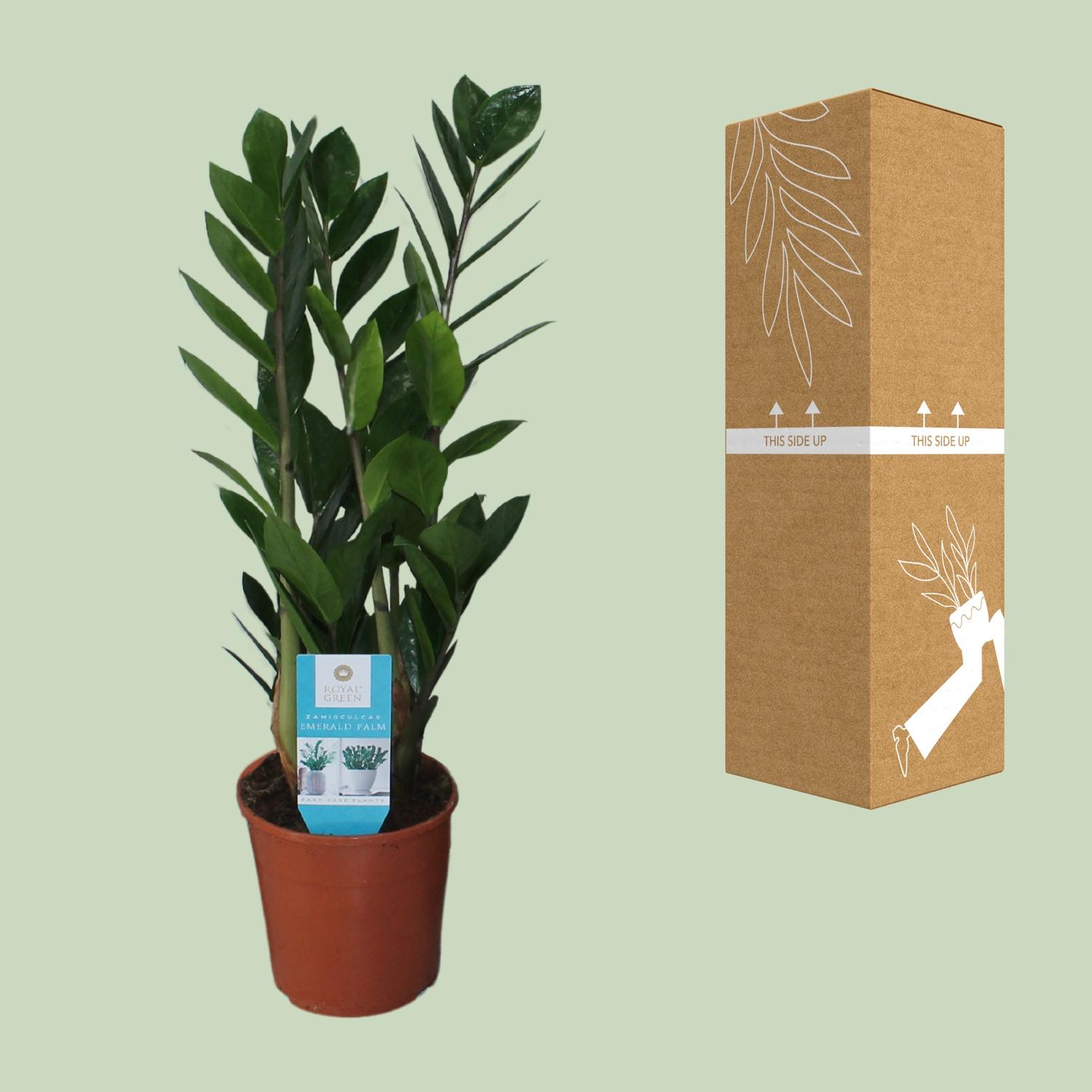Zamioculcas Zamiifolia (16400)