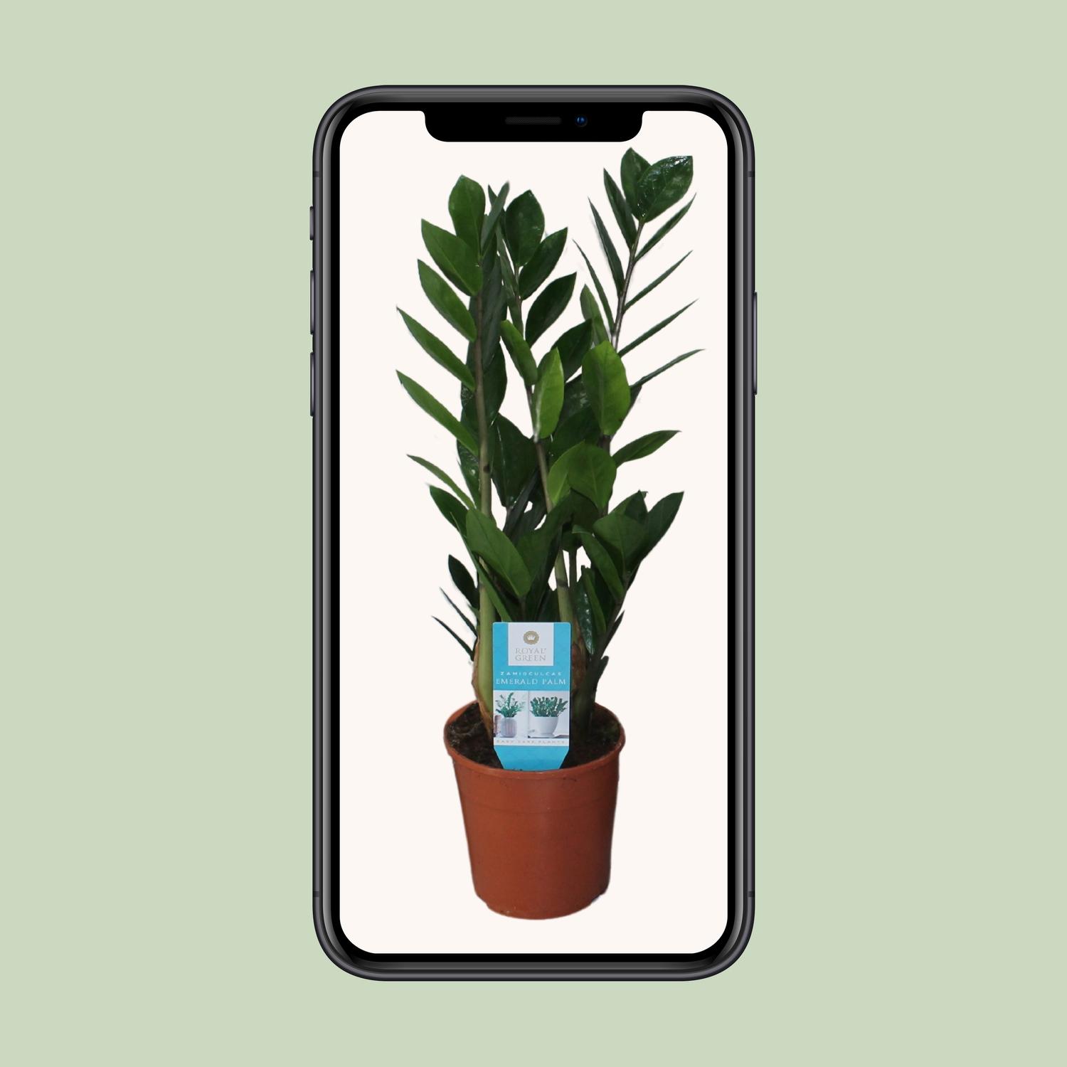 Zamioculcas Zamiifolia (16400)