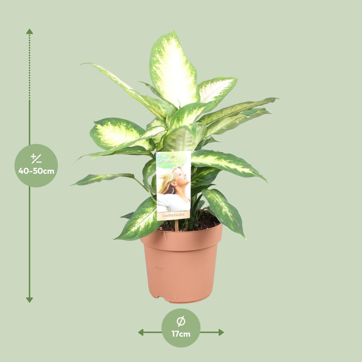 Dieffenbachia Camilla (9707)