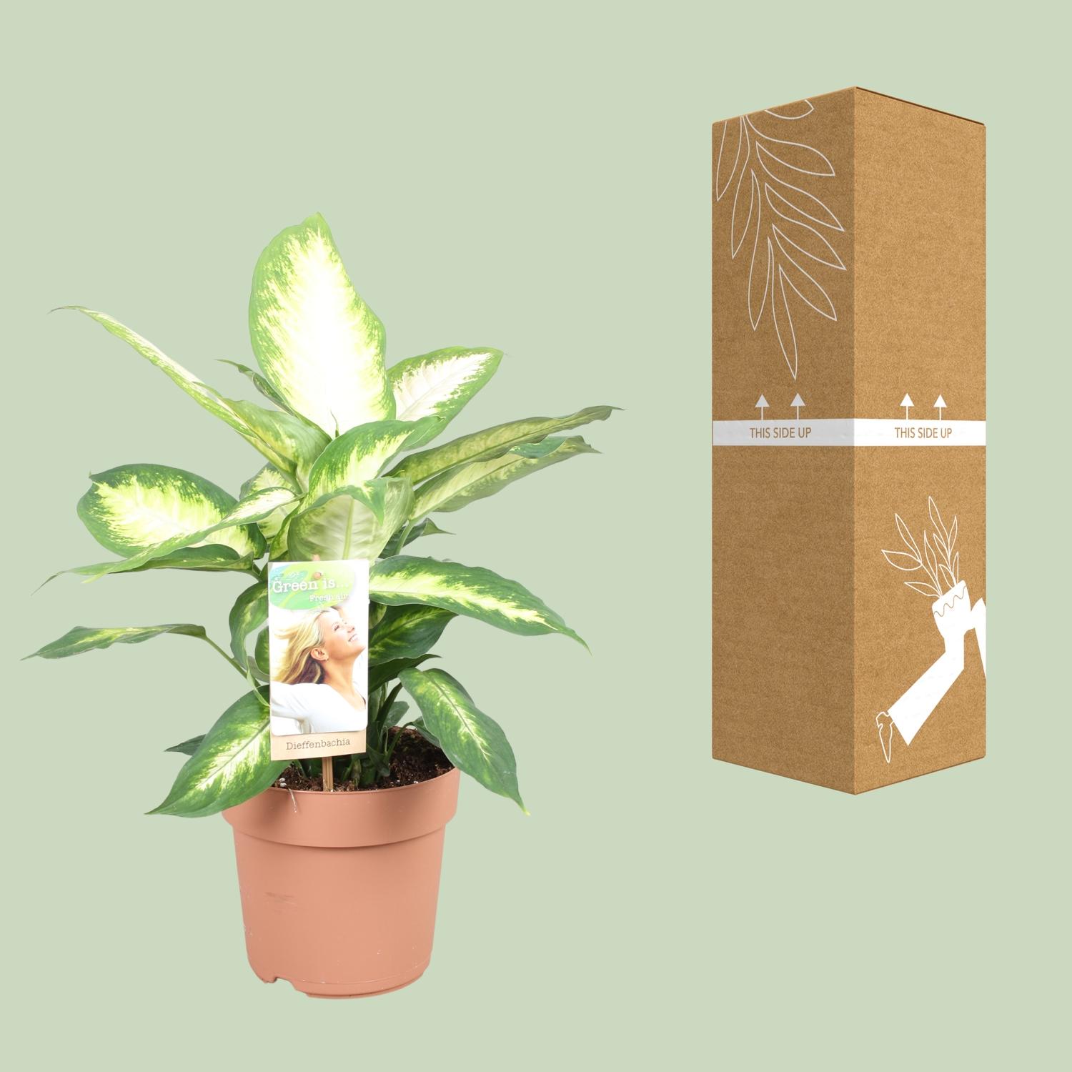 Dieffenbachia Camilla (9707)