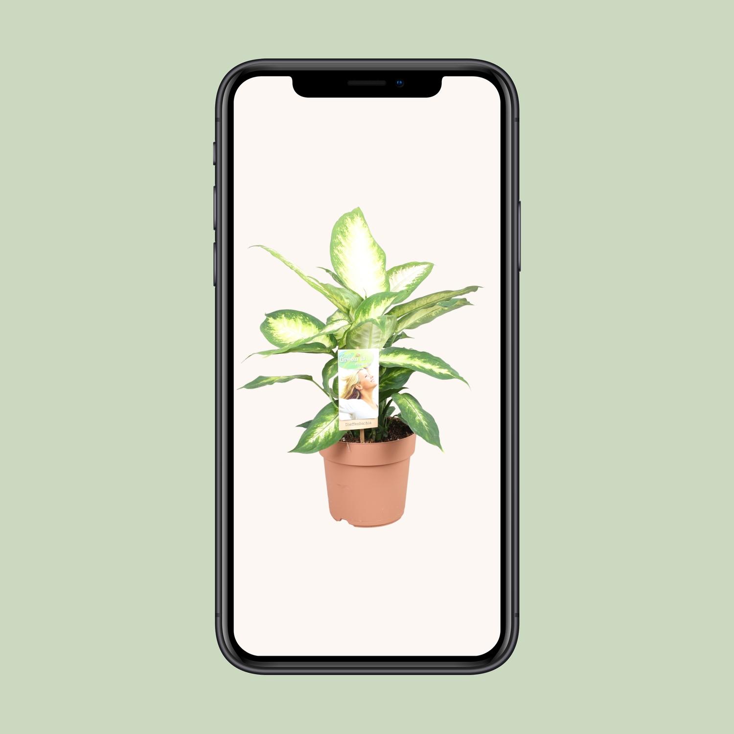 Dieffenbachia Camilla (9707)