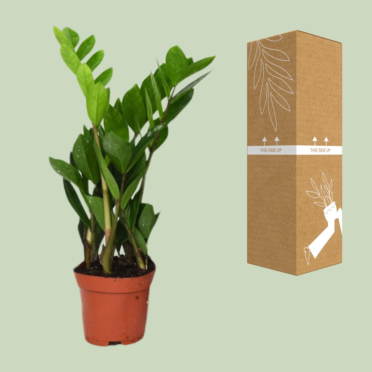 Zamioculcas Zamiifolia (8720634287692)
