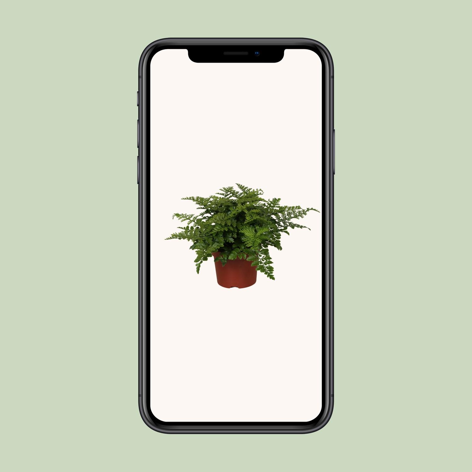 Asplenium Parvati (9631)
