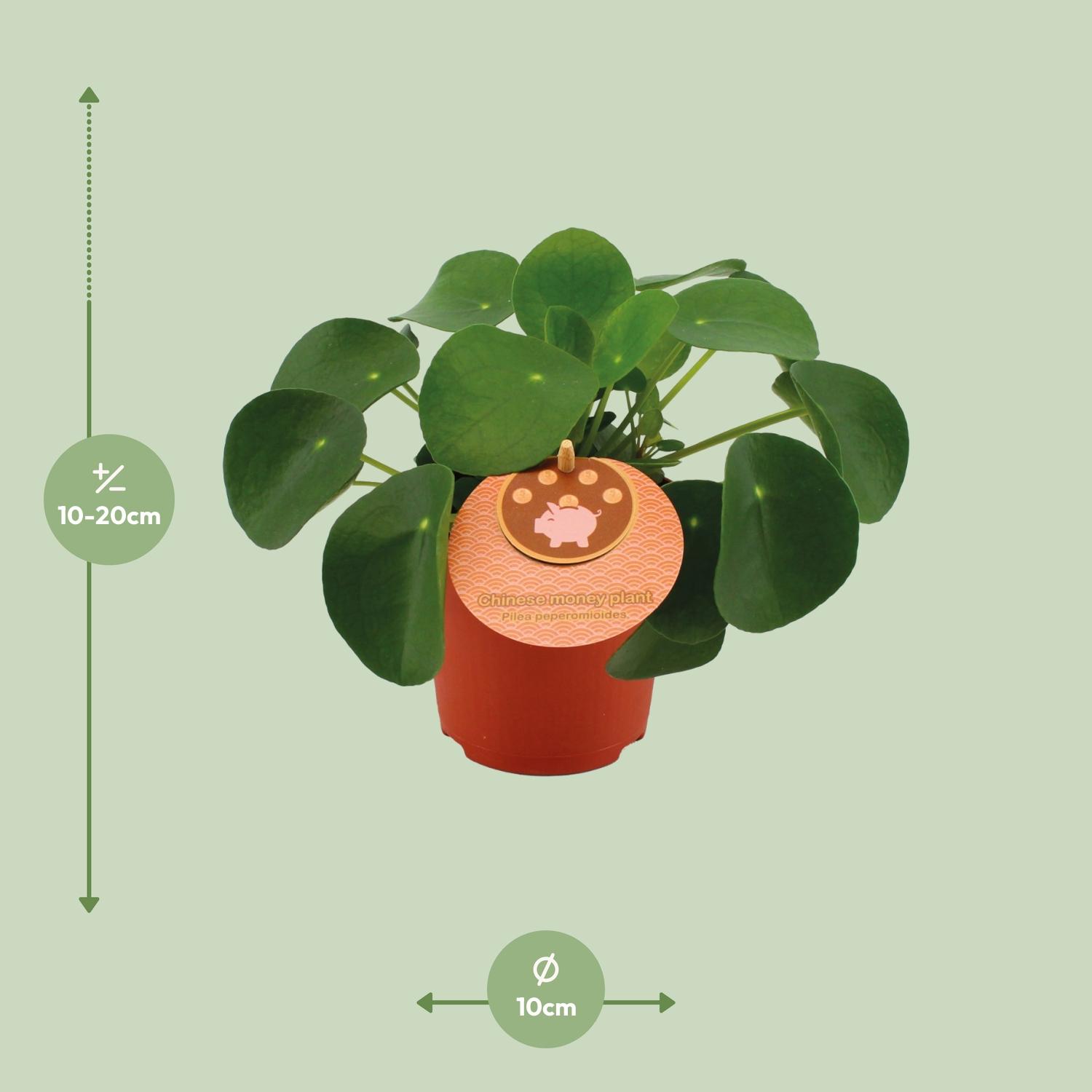 Pilea Peperomioides (12832)