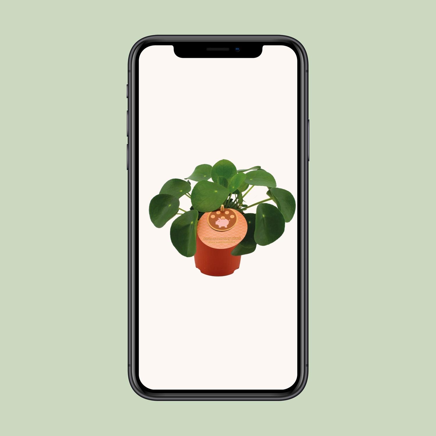 Pilea Peperomioides (12832)