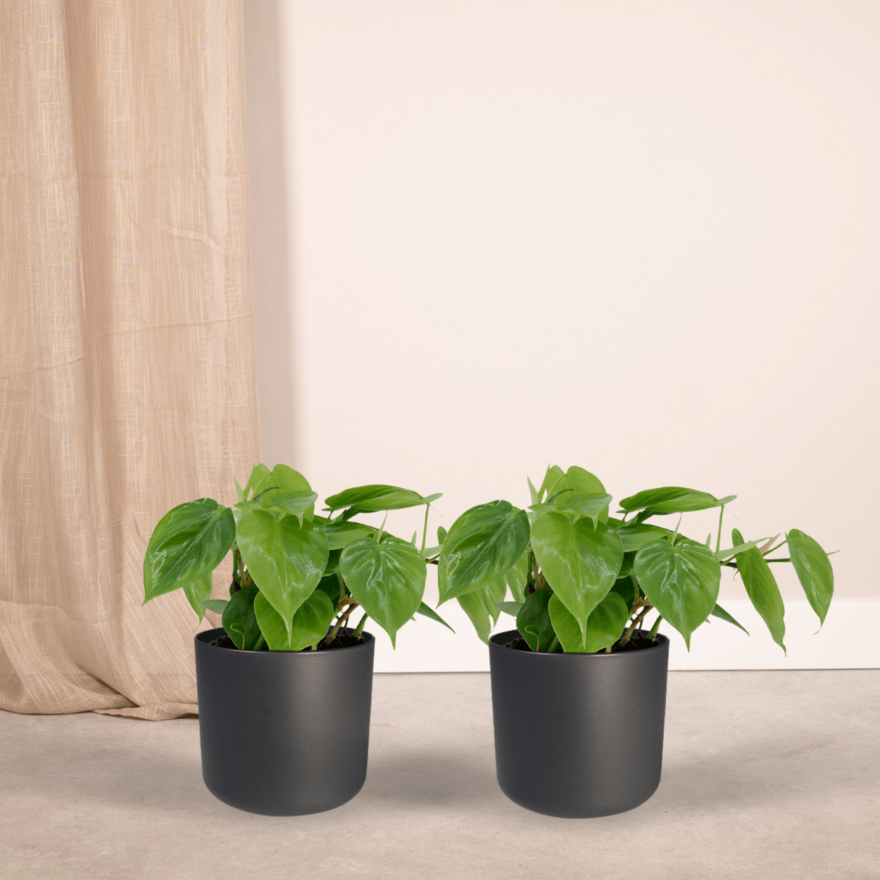 2x Philodendron Scandens - 15cm - ø12 (10272)