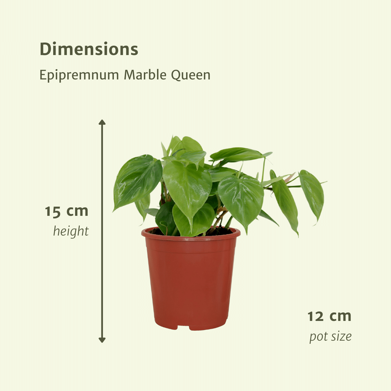 2x Philodendron Scandens - 15cm - ø12 (10272)