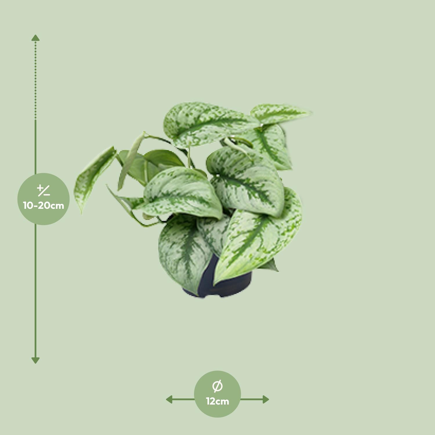 Scindapsus Pictus Trebie (8720634284714)