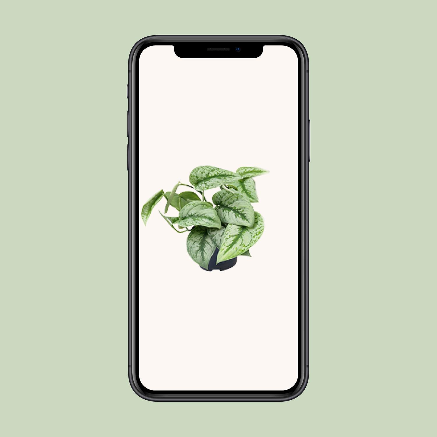Scindapsus Pictus Trebie (8720634284714)