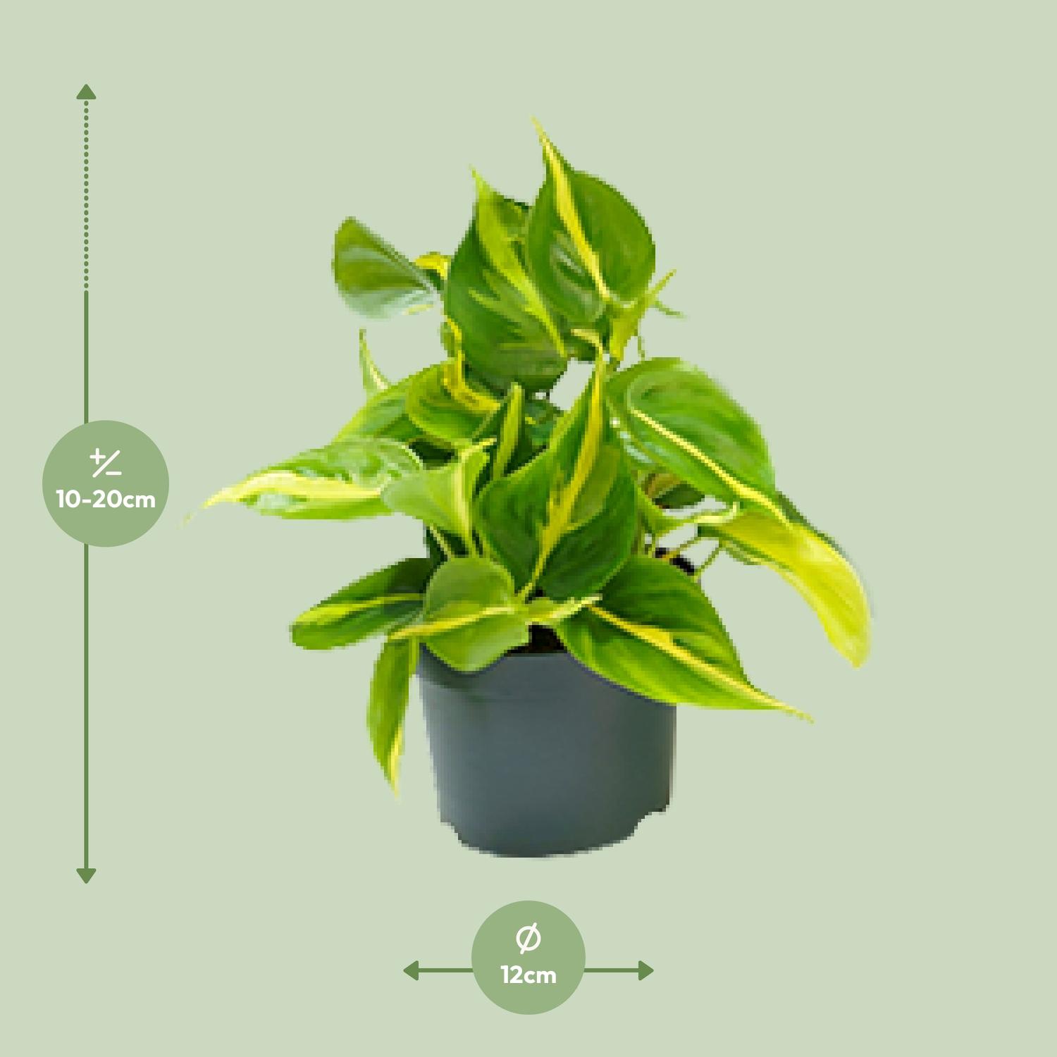 Philodendron Scandens Brasil (8720634284974)
