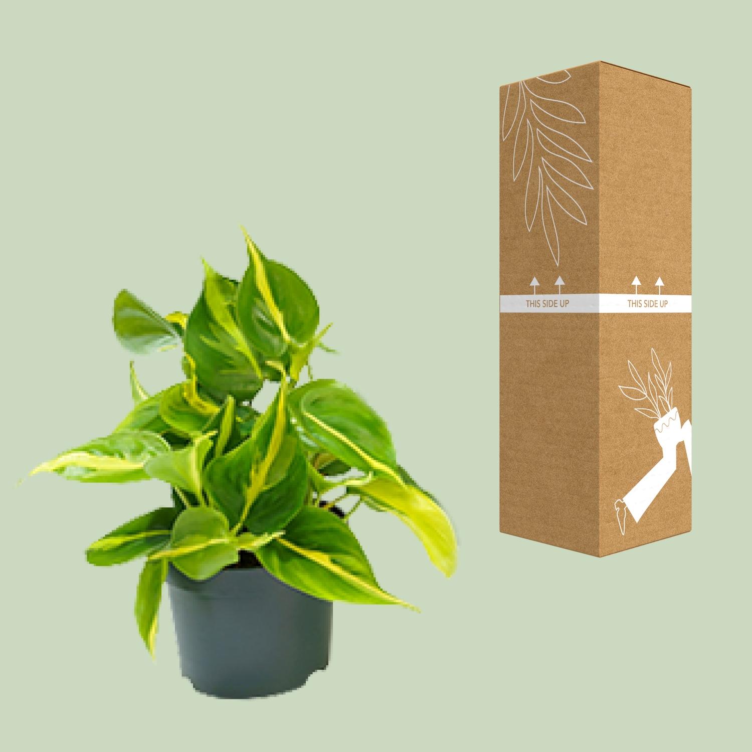 Philodendron Scandens Brasil (8720634284974)