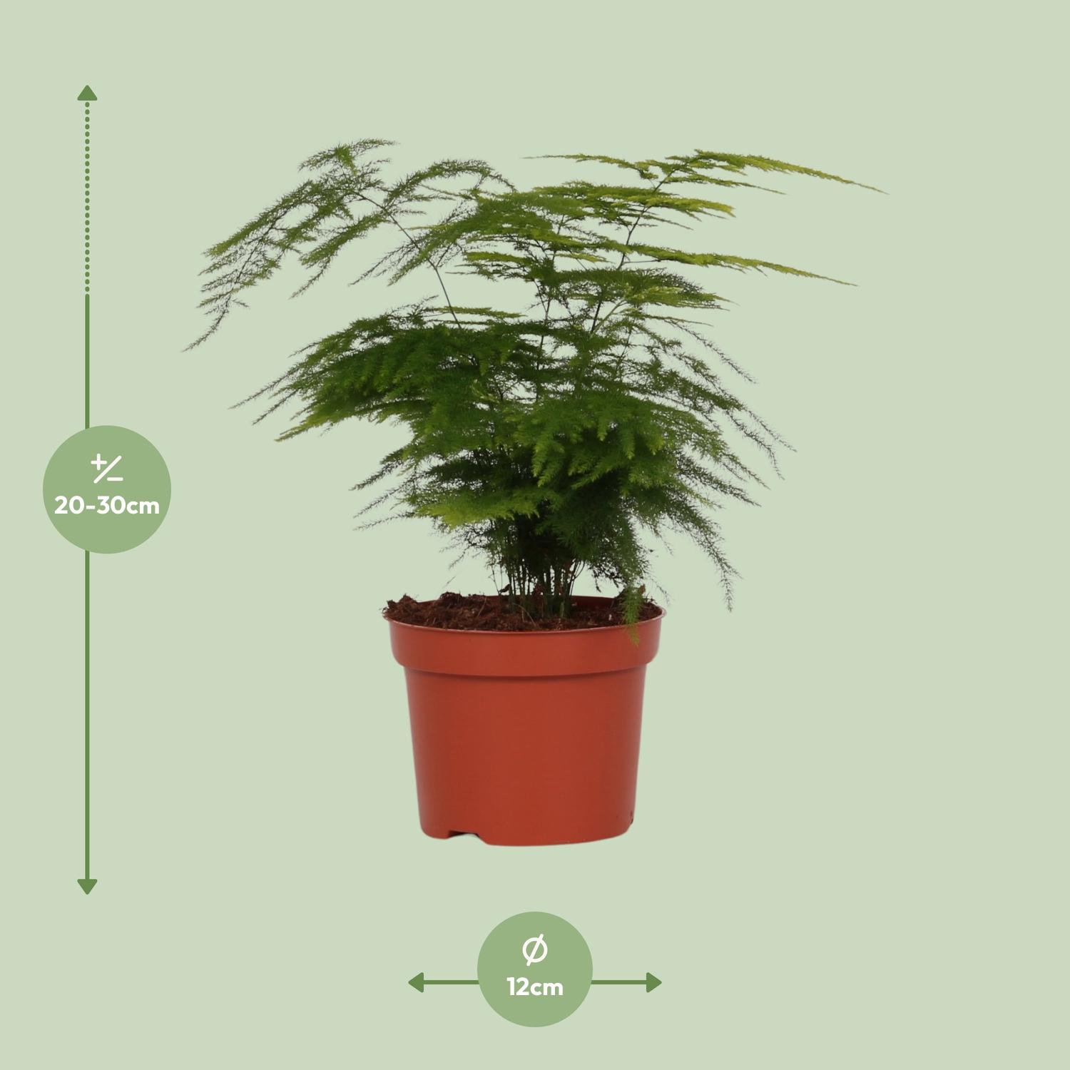 Asparagus Setaceus (8720634285650)