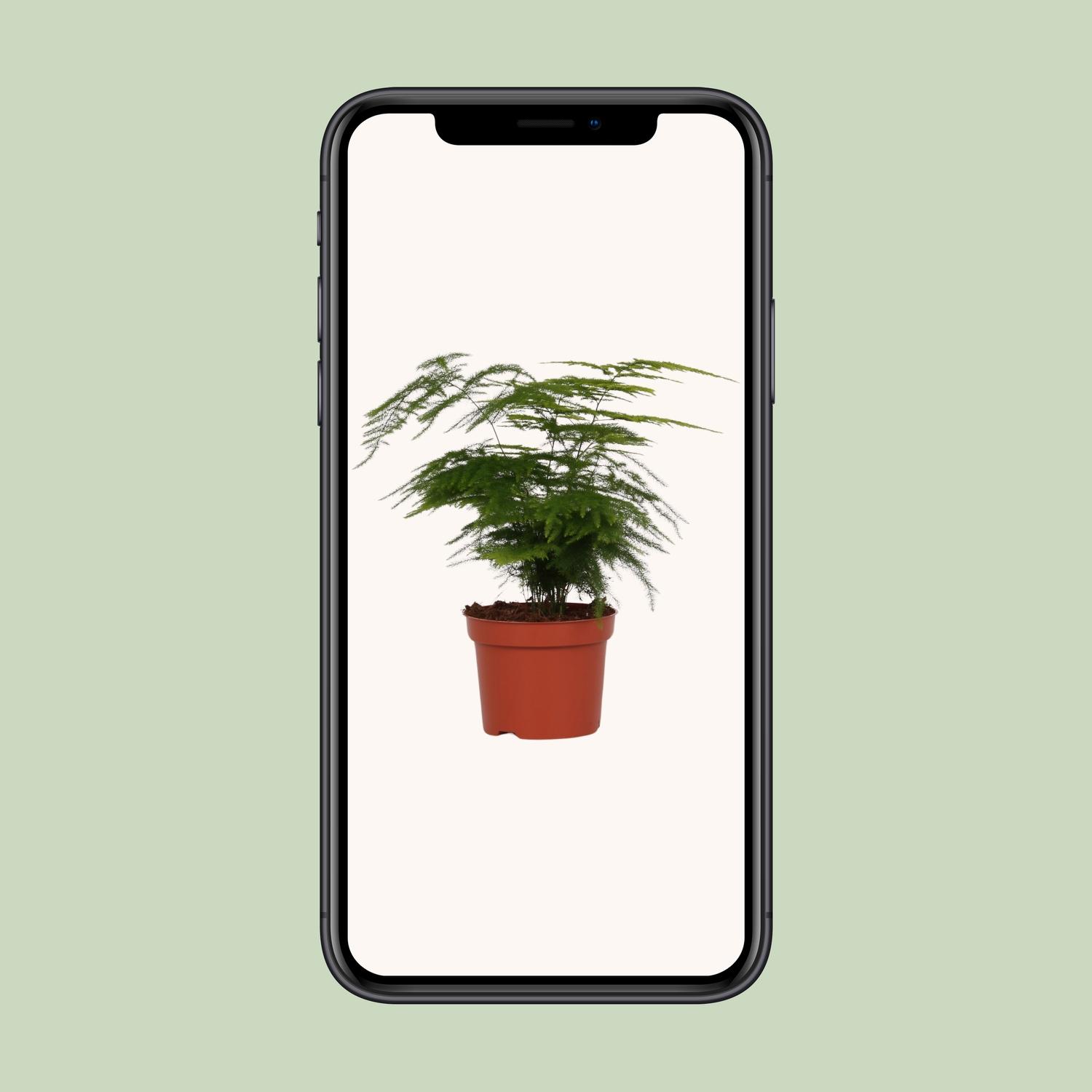 Asparagus Setaceus (8720634285650)