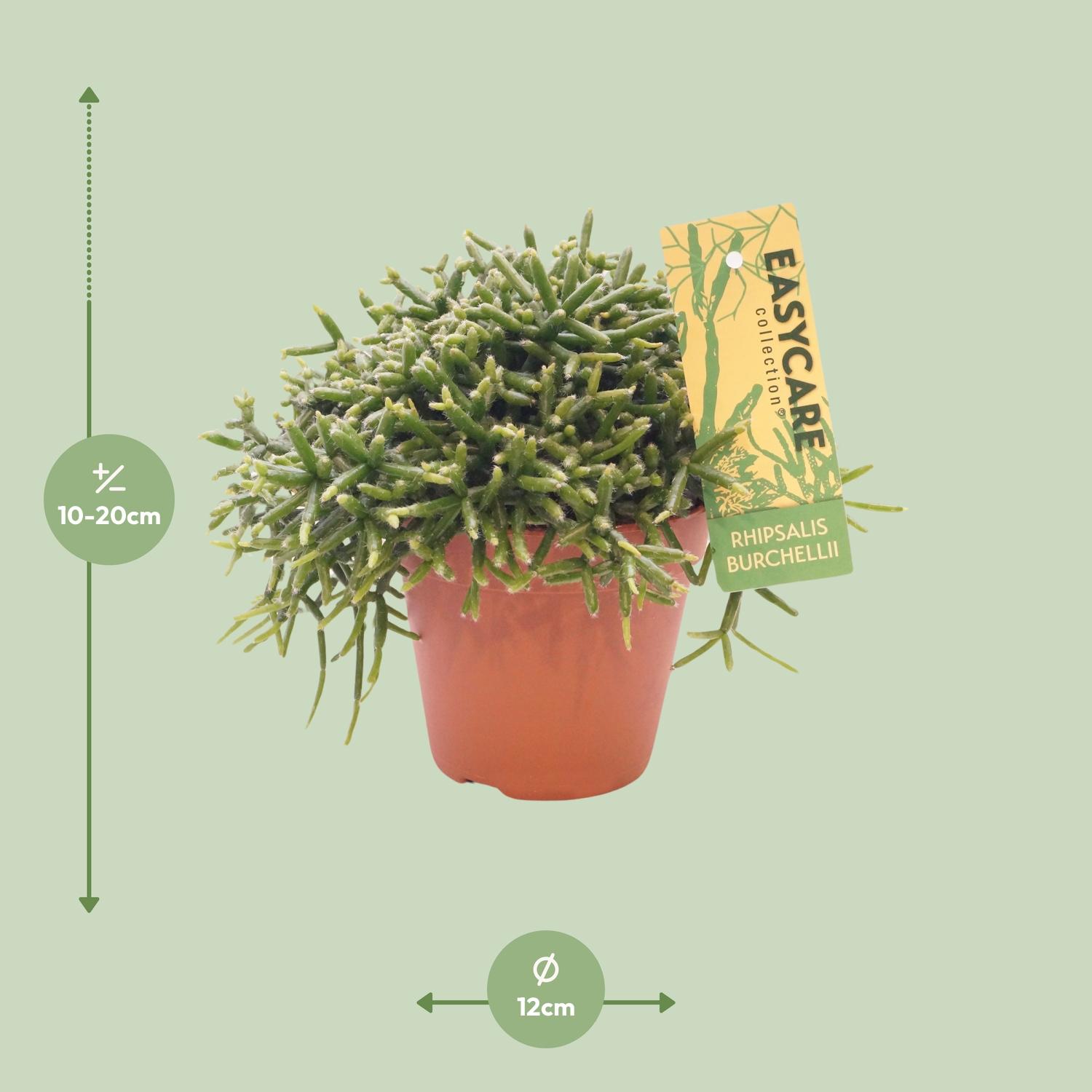Rhipsalis Burchellii - Ø12 ↕20 (12033)