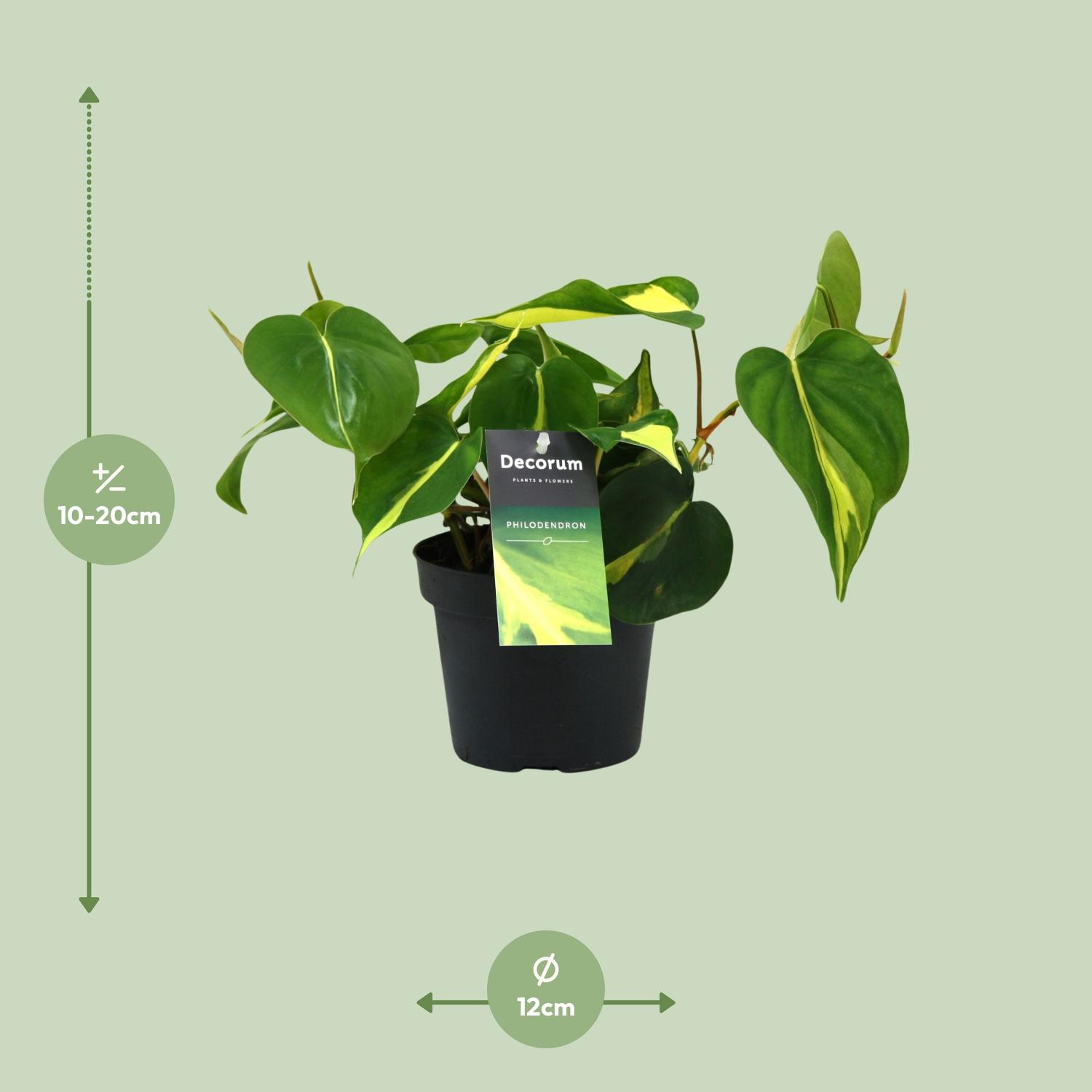 Philondendron Brasil Scandens (16426)