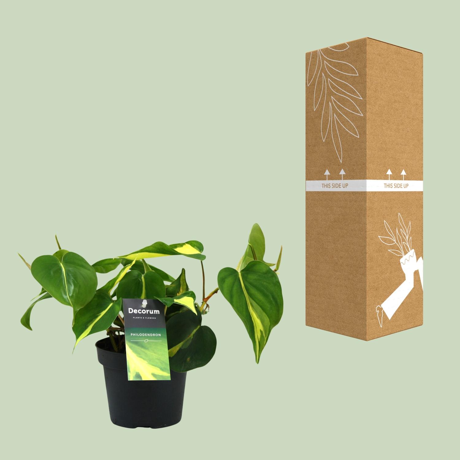Philondendron Brasil Scandens (16426)