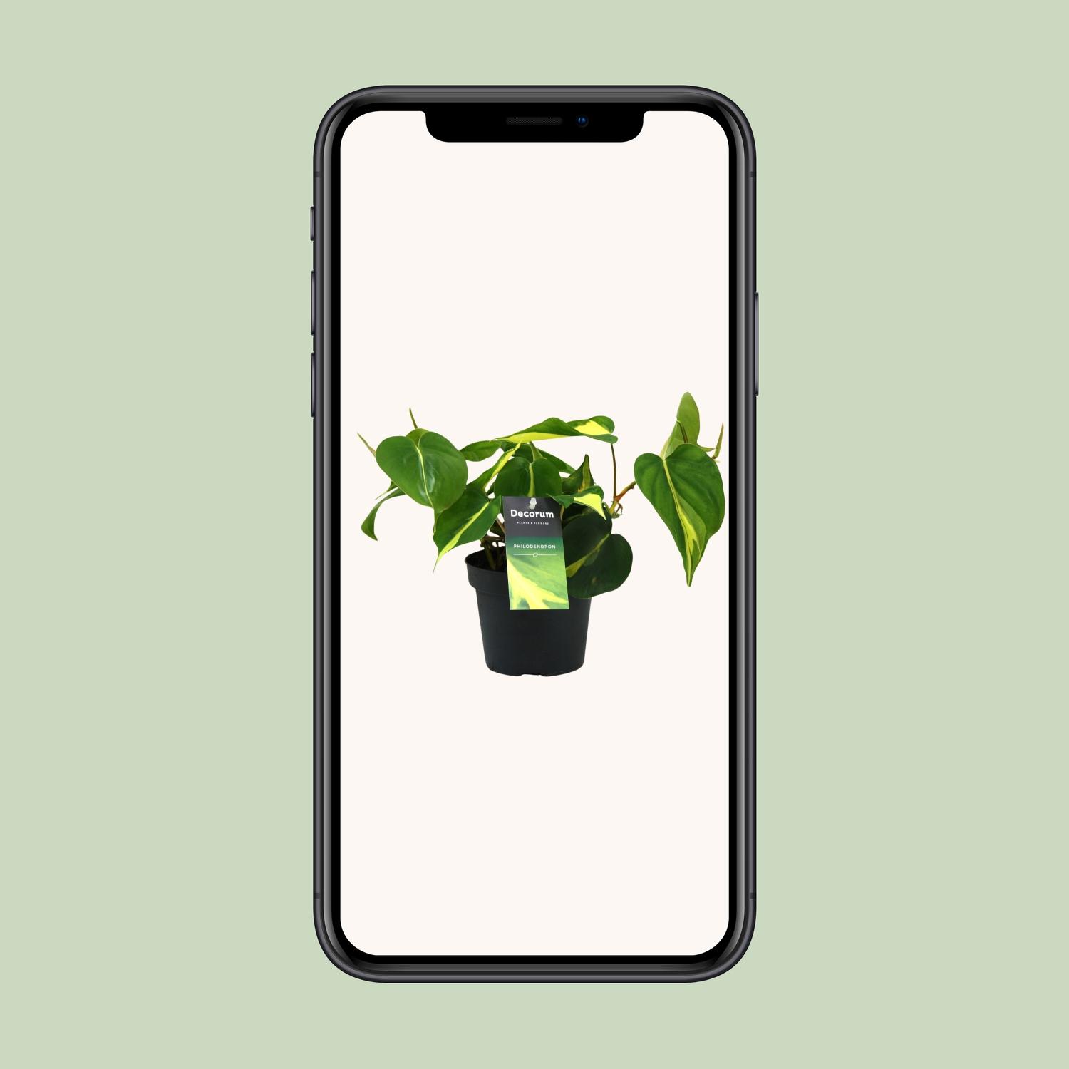 Philondendron Brasil Scandens (16426)