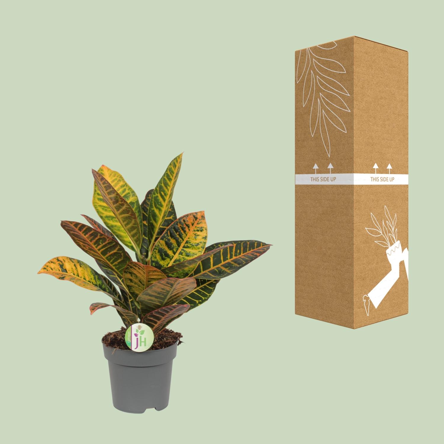 Codiaeum Petra - Croton (8720634284318)
