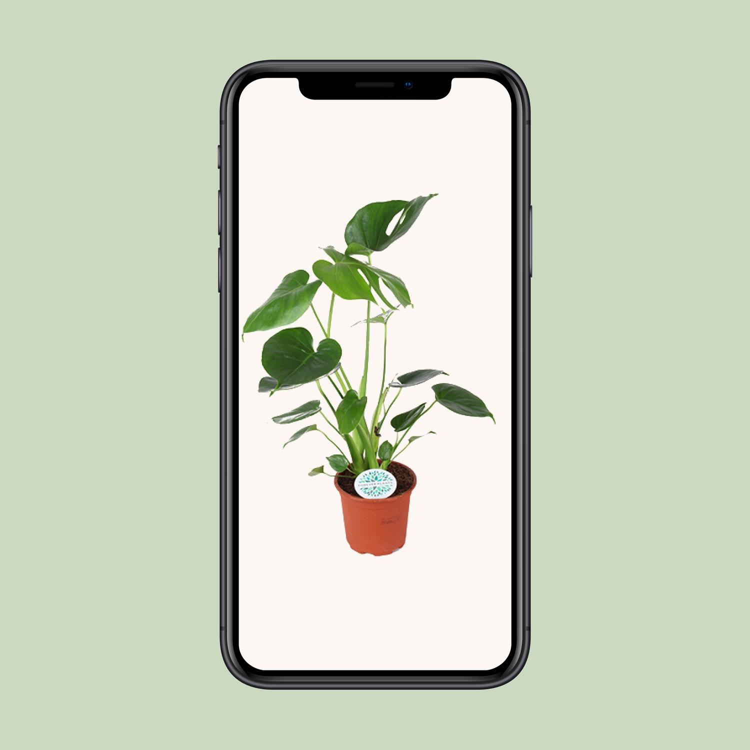 Monstera Deliciosa (15805)