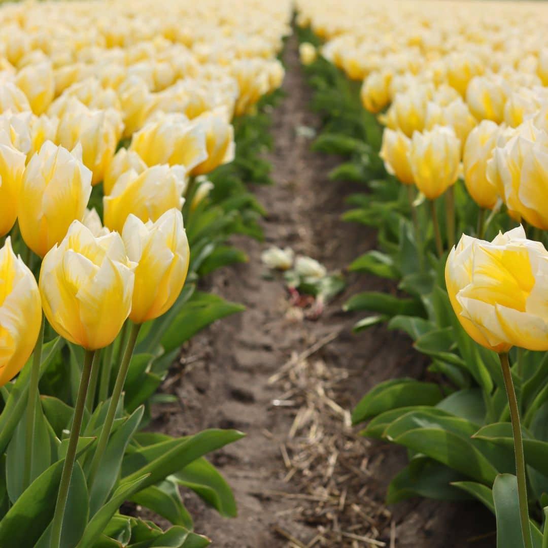 Flowerbulbs amsterdam Sweetheart - 15 bloembollen - Maat 12+ (8720938490095)