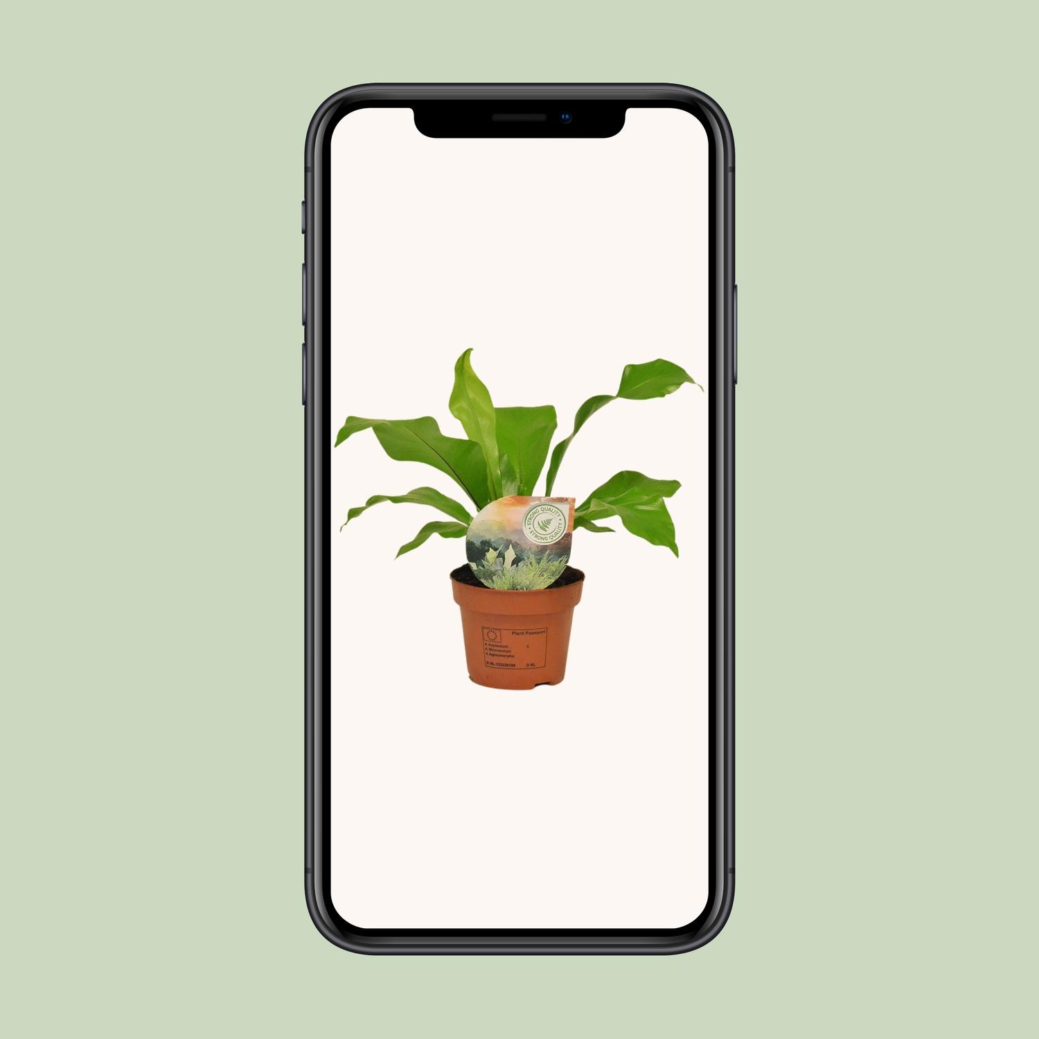Asplenium Nidus (16771)