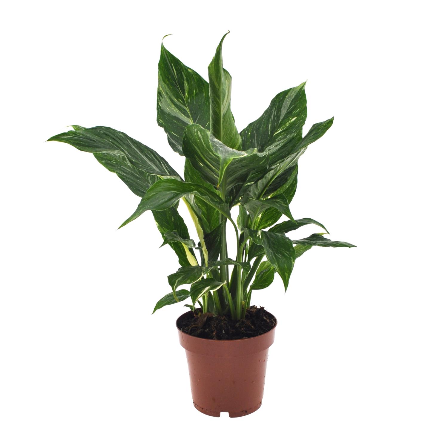 Spathiphyllum Diamond (18278)
