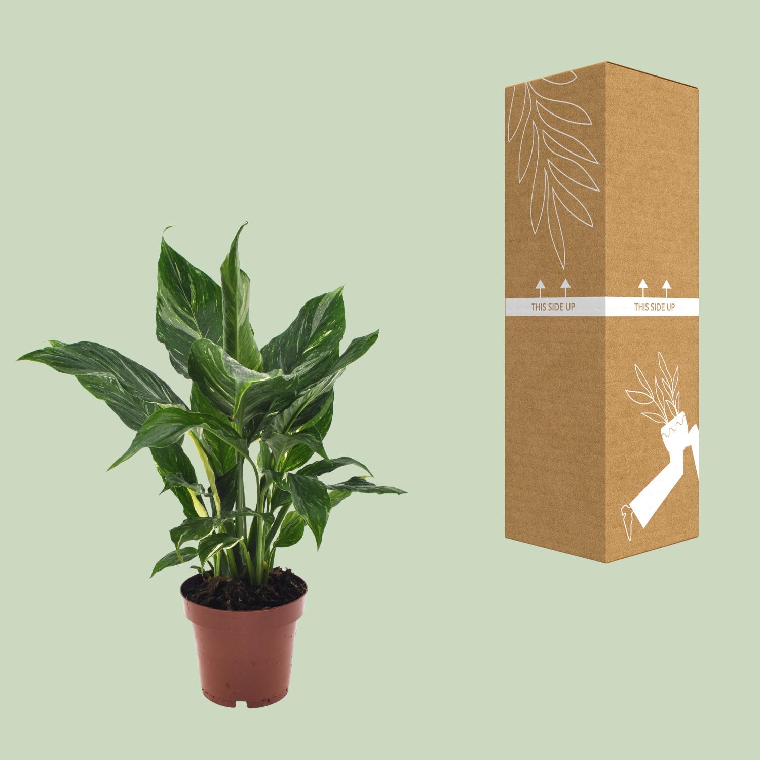Spathiphyllum Diamond (18278)