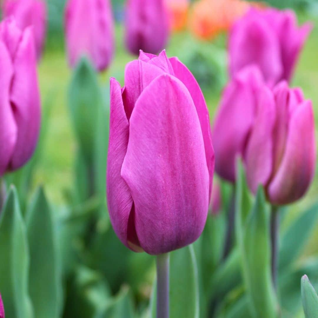 Flowerbulbs amsterdam Appie's Best - 30 bloembollen - Maat 12+ (8720938490316)