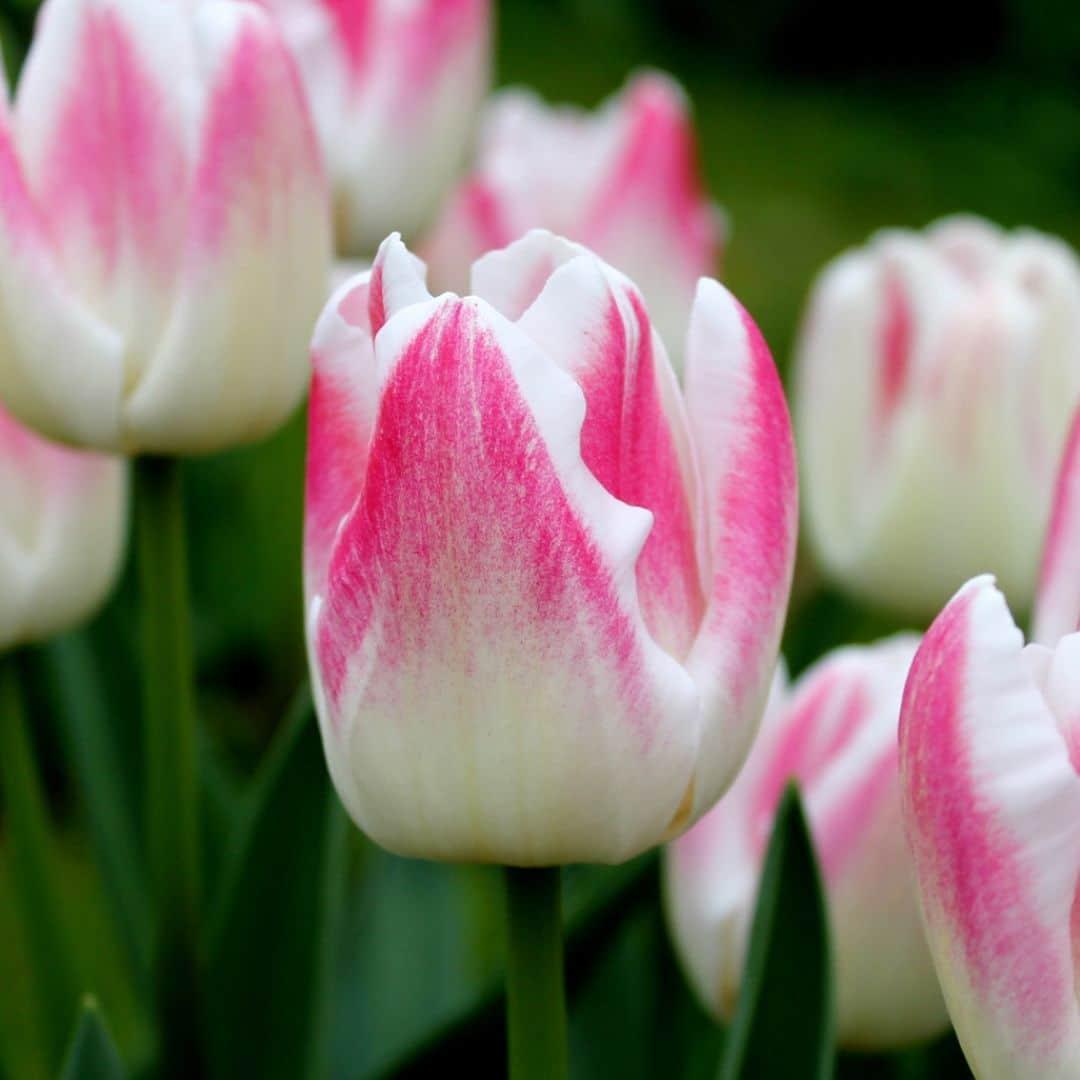 Flowerbulbs amsterdam Appie's Best - 30 bloembollen - Maat 12+ (8720938490316)