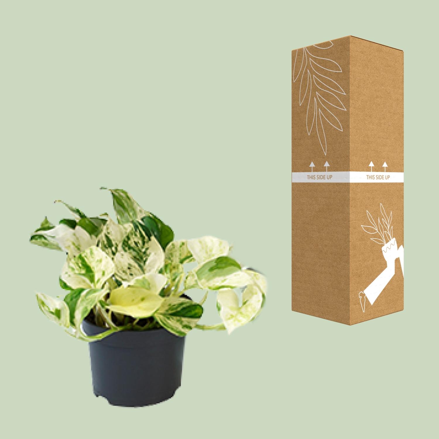 PROMO - Epipremnum Happy Leaf - Scindapsus (8720634284523)