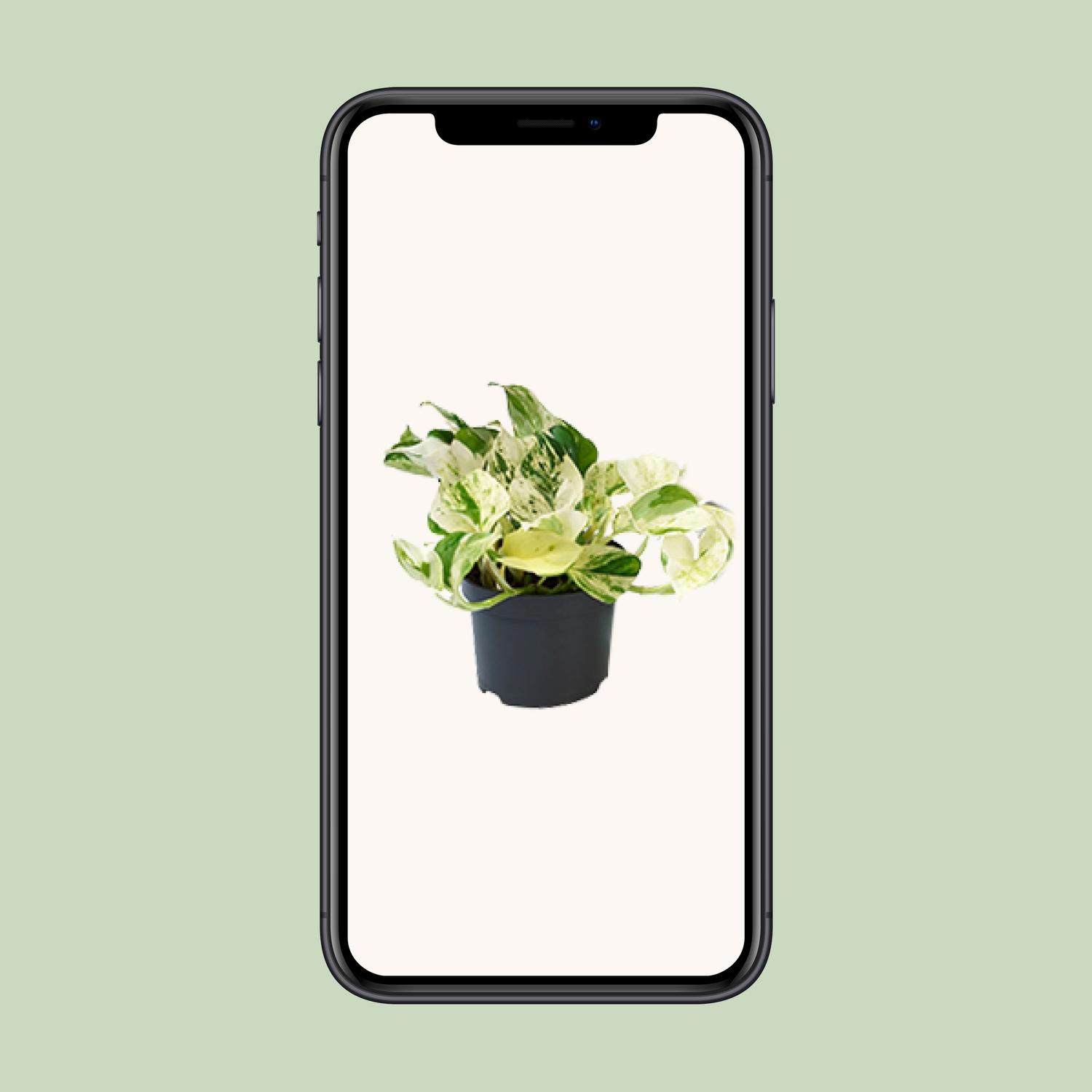 PROMO - Epipremnum Happy Leaf - Scindapsus (8720634284523)