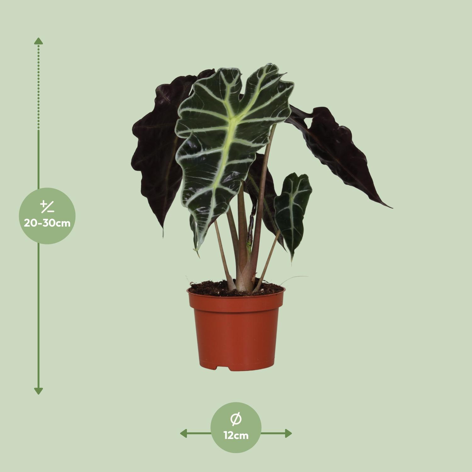 Alocasia Amazonica Polly (9605)