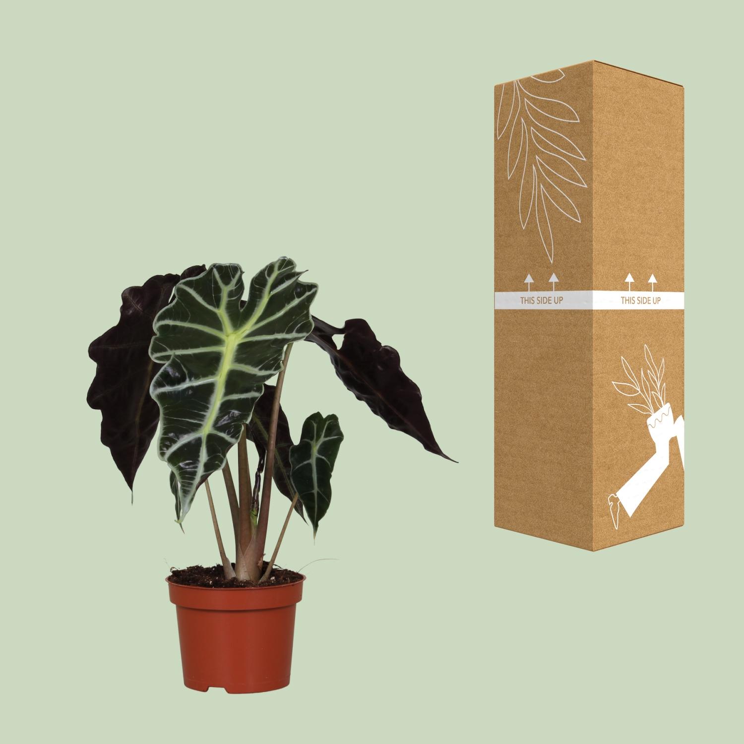 Alocasia Amazonica Polly (9605)