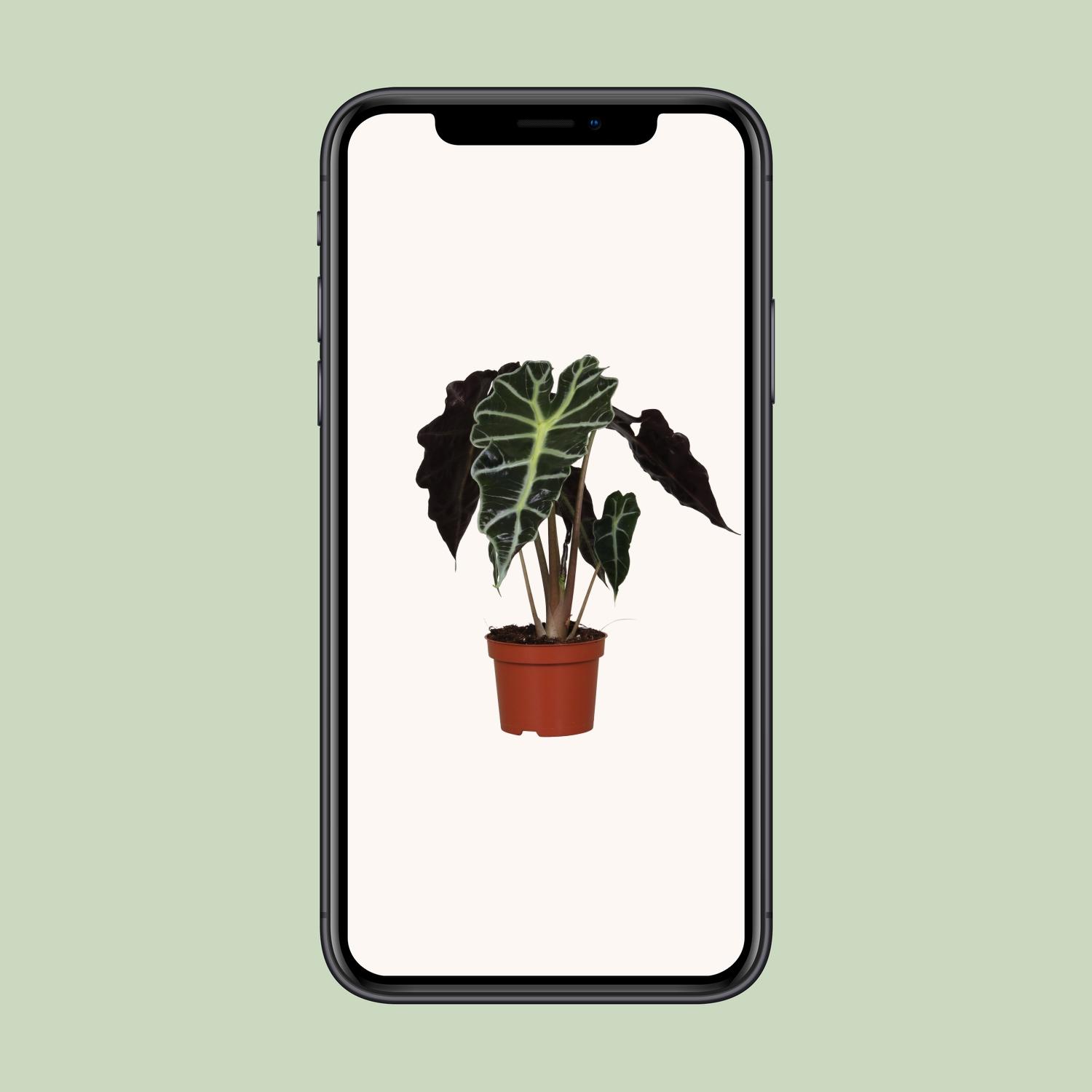 Alocasia Amazonica Polly (9605)