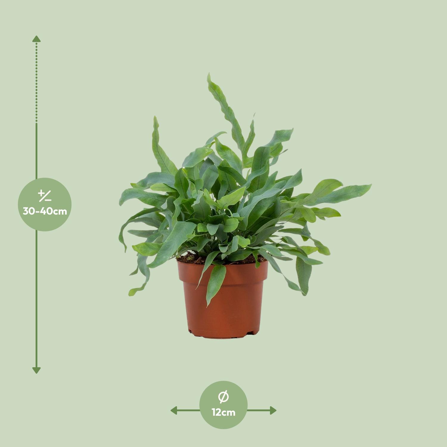 Phlebodium Blue Star 12cm (28810)