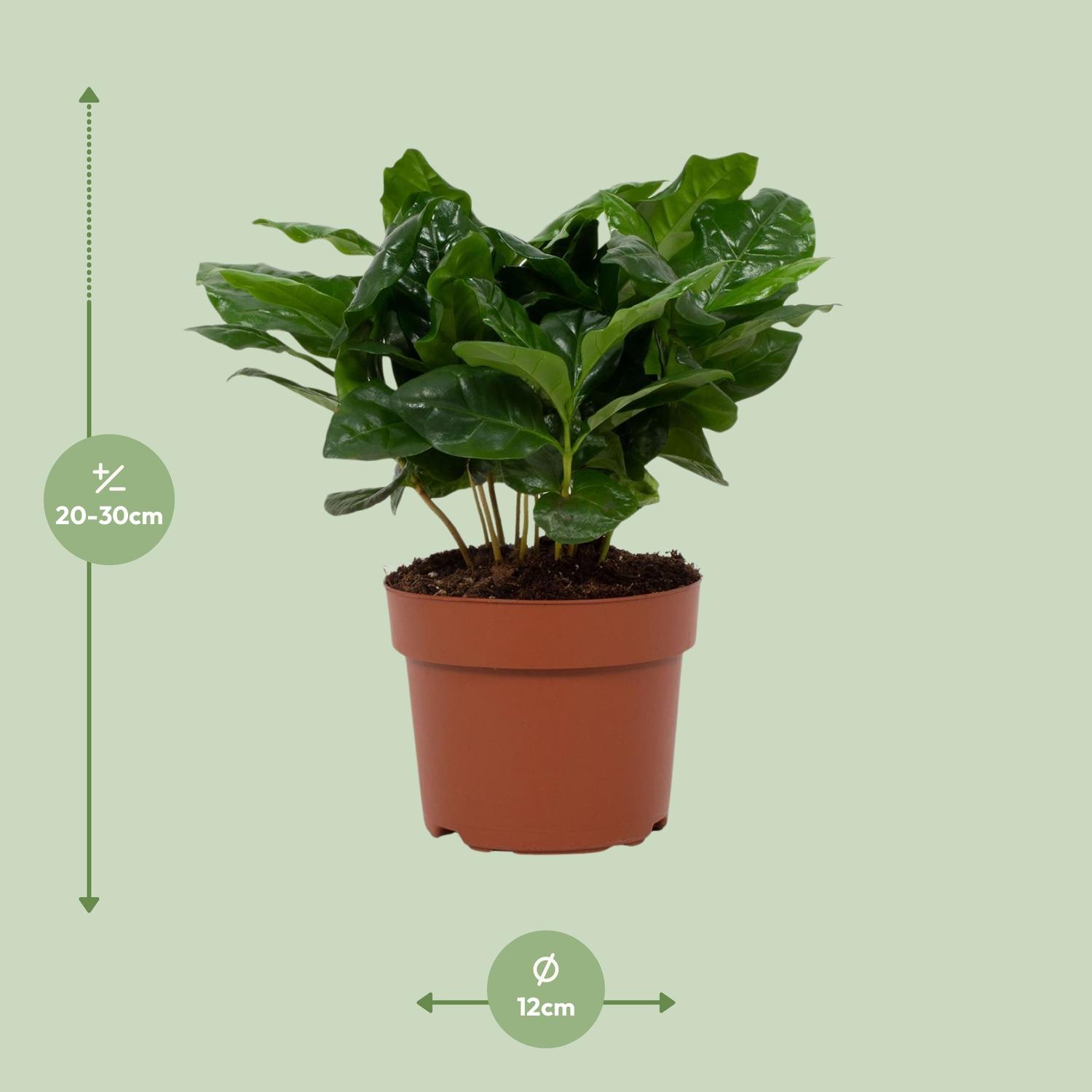 Coffea Arabica 12cm (28768)