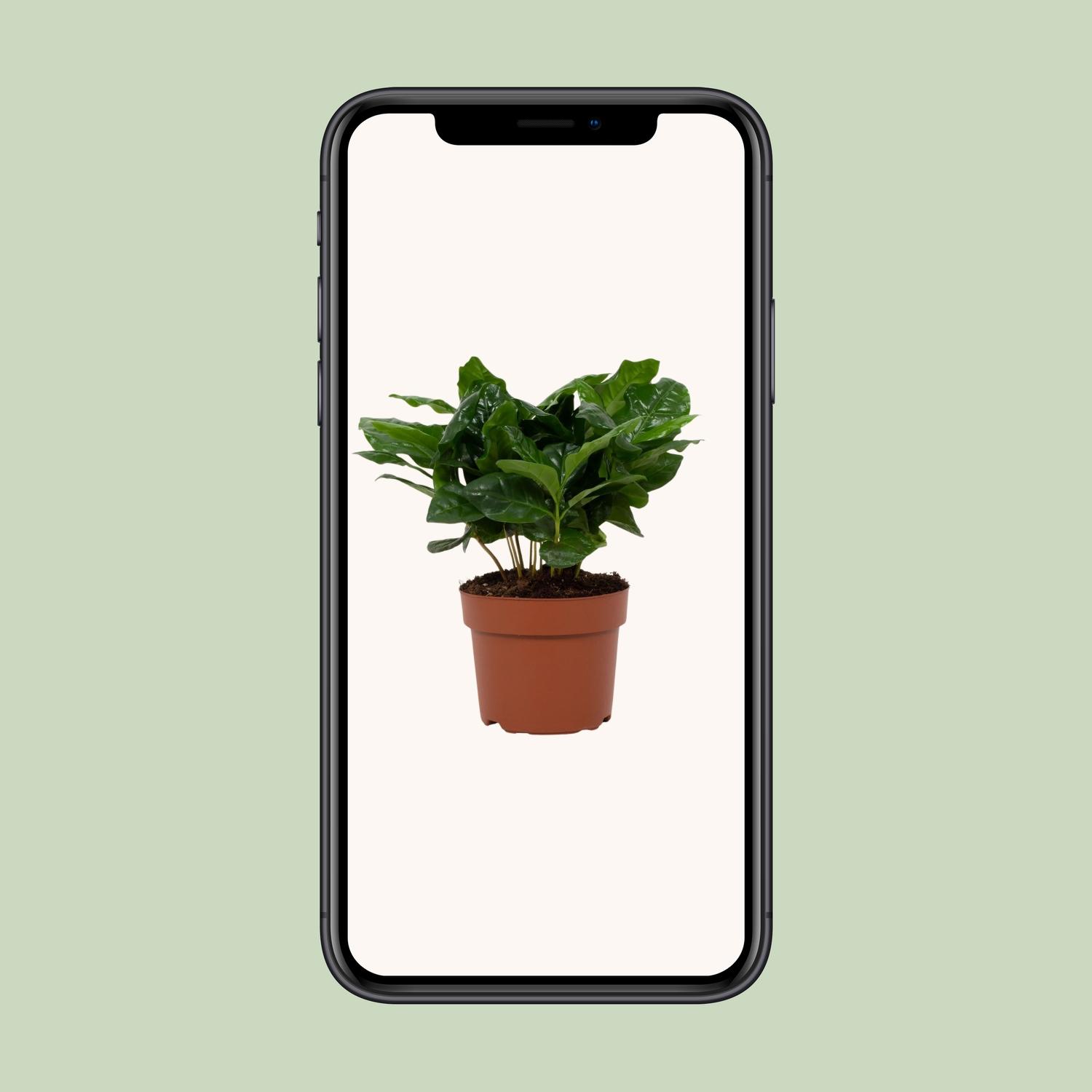 Coffea Arabica 12cm (28768)