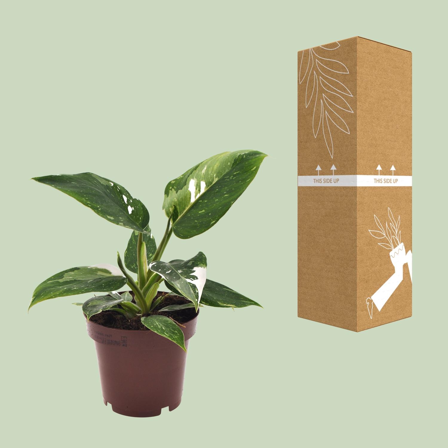 Philodendron White Princess (18280)