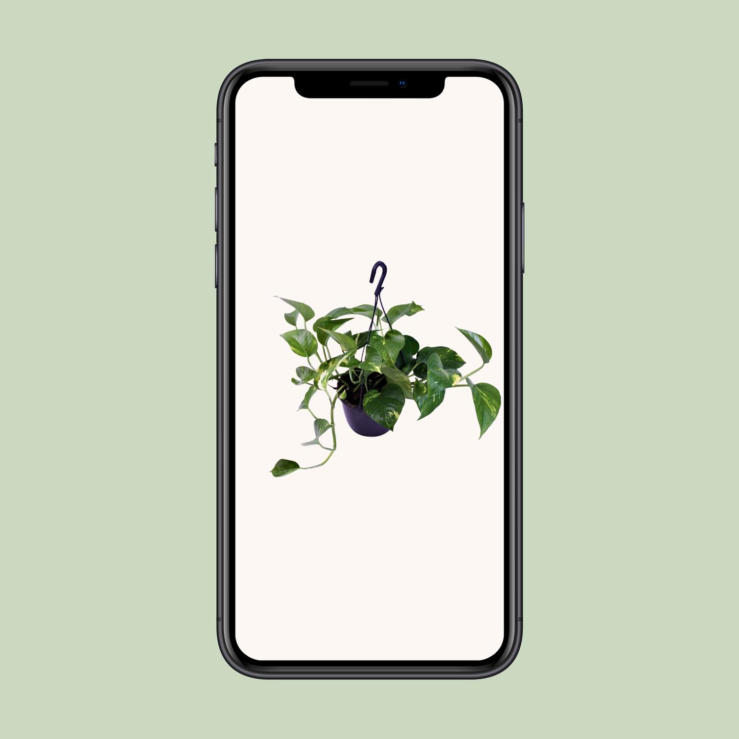 Epipremnum Aureum (12468)