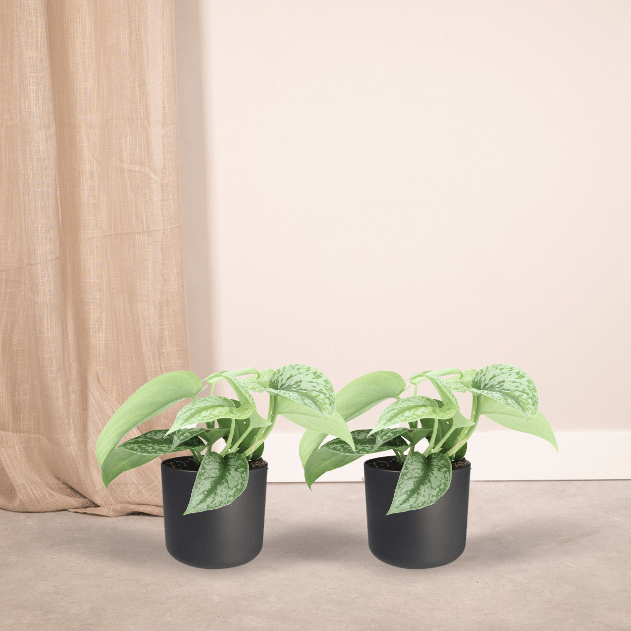 Scindapsus Pictus Trebie (Epipremnum) - 2 stuks (10279)