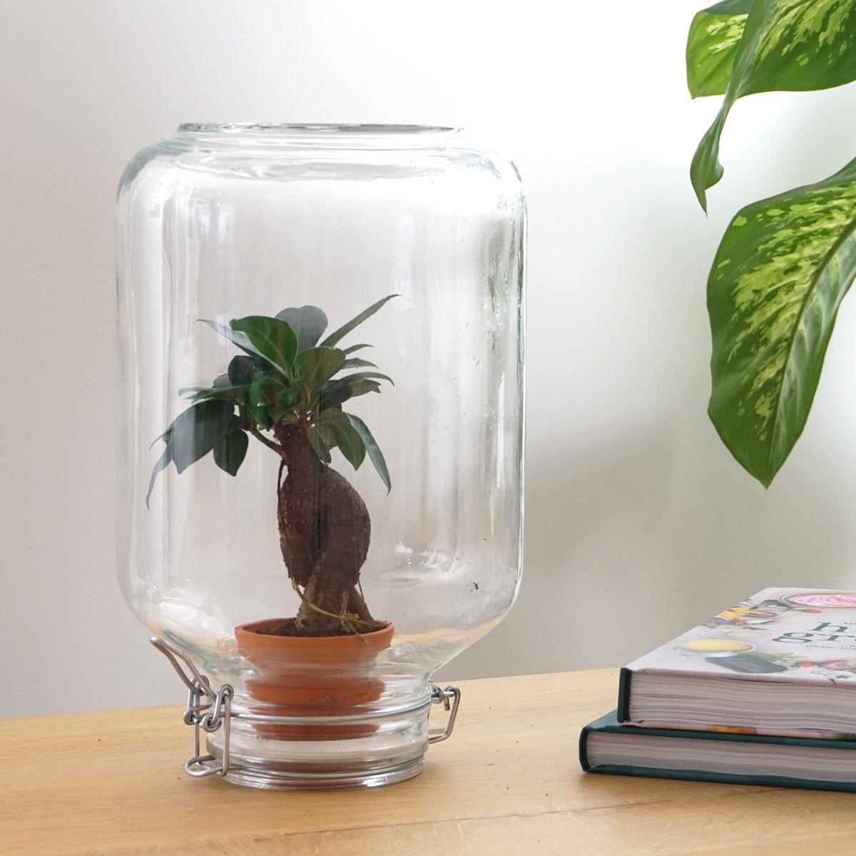 Easyplant - Bonsai - Mini-ecosysteem (8720726958677)