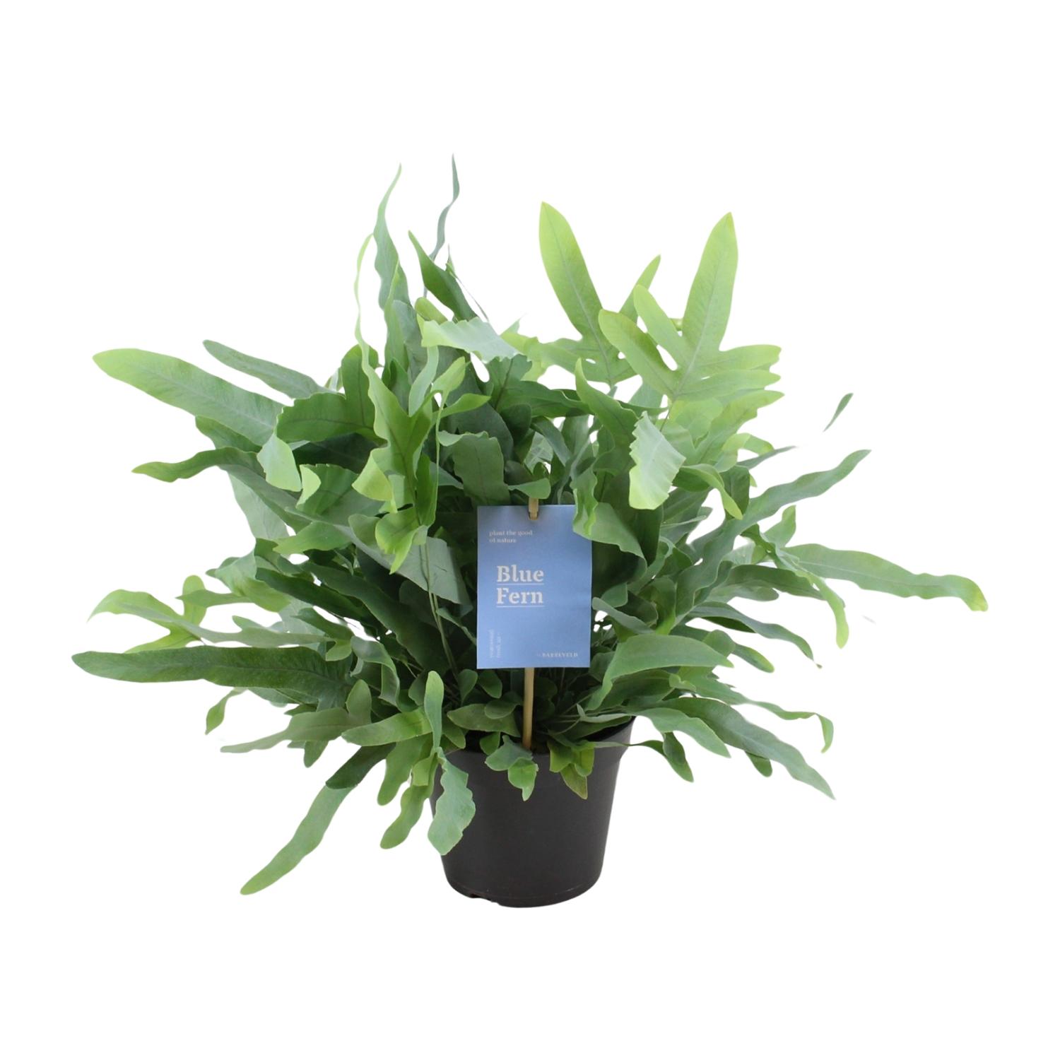 Phlebodium Blue Fern (15393)