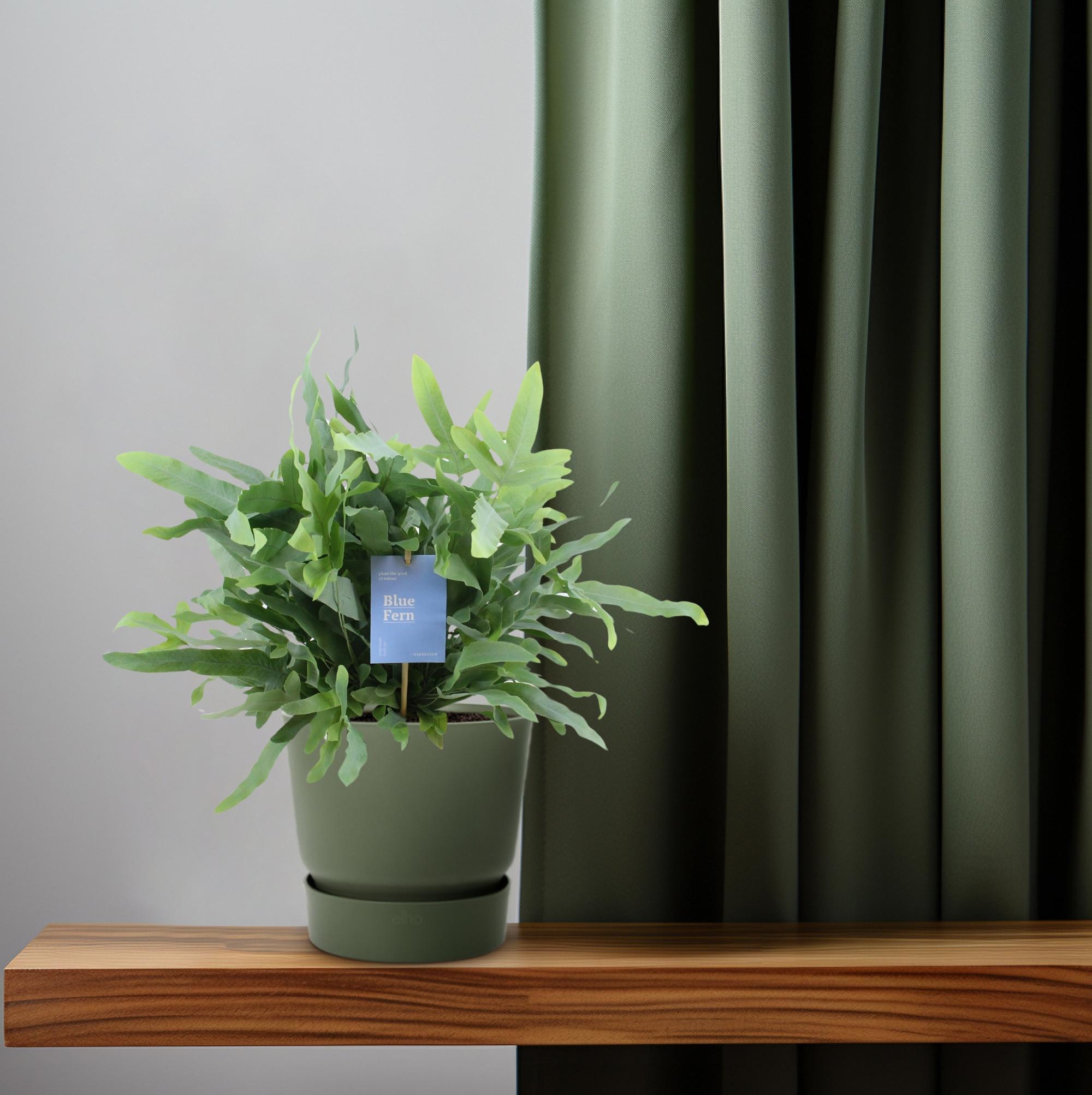 Phlebodium Blue Fern (15393)