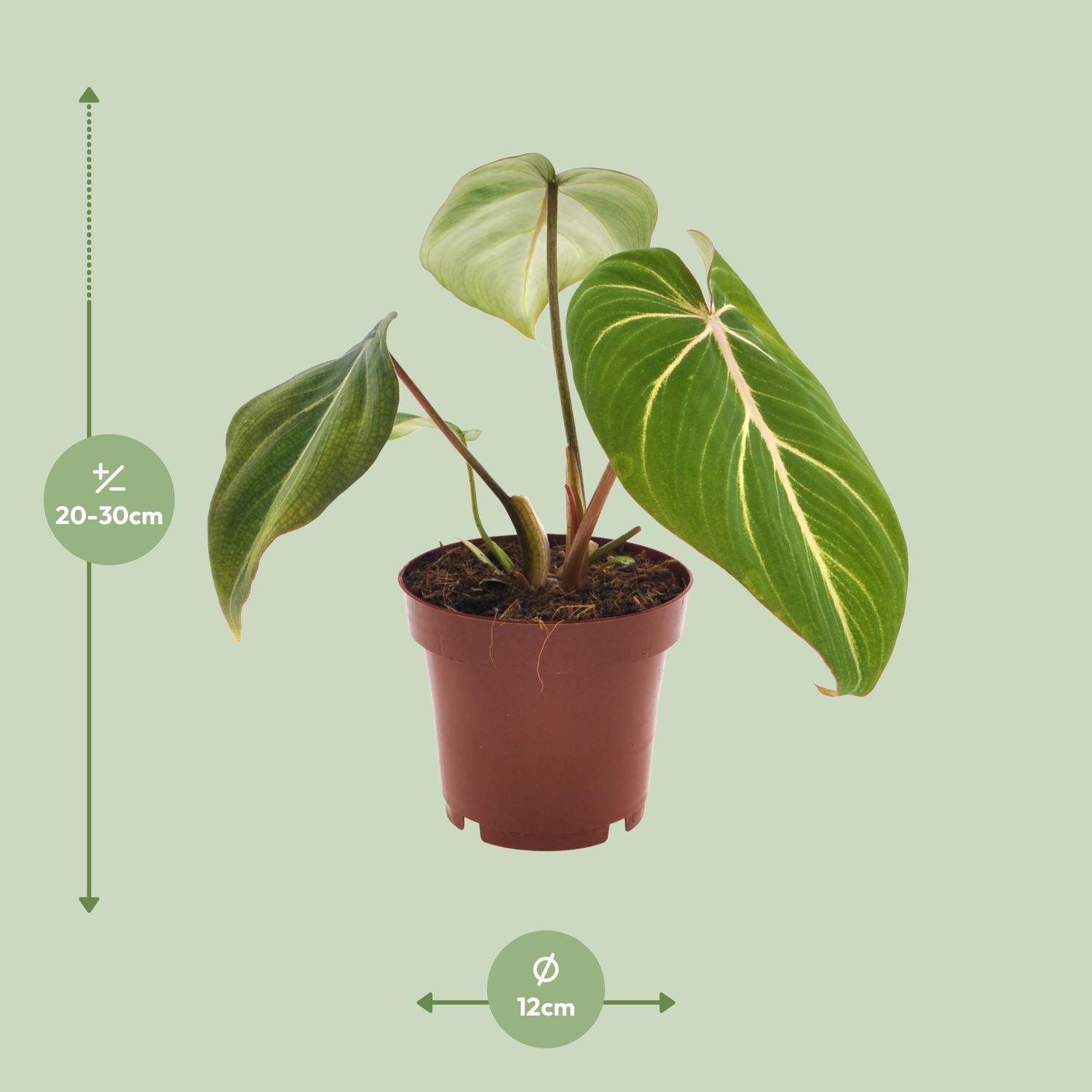 Philodendron Selloum Atom (11282)