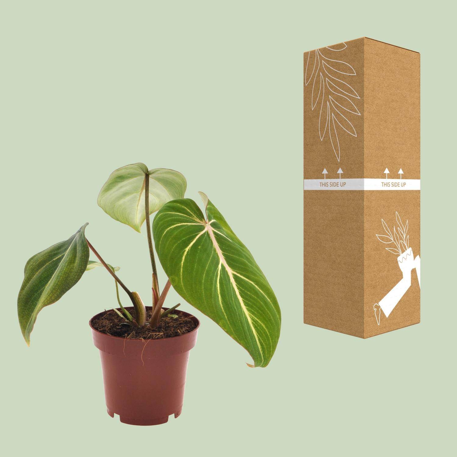 Philodendron Selloum Atom (11282)
