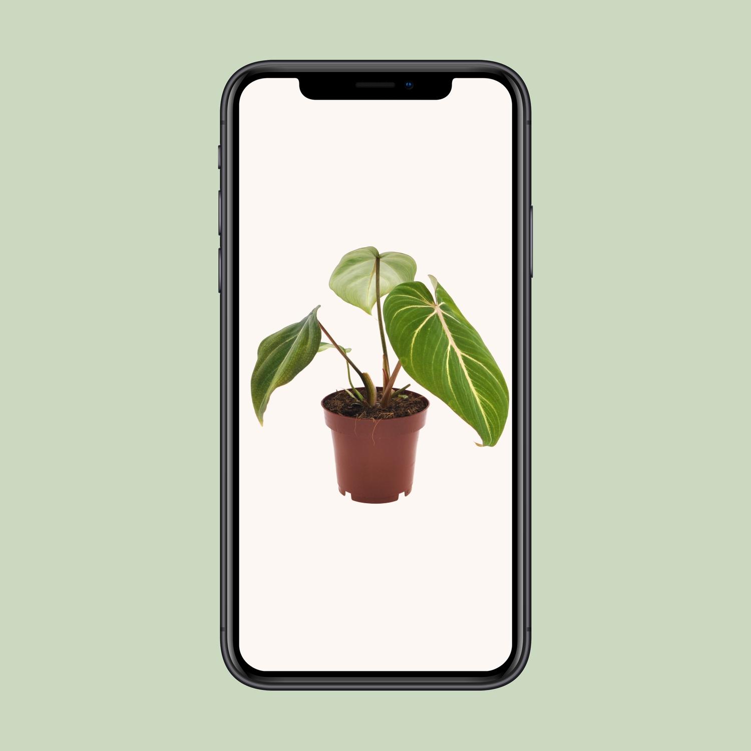 Philodendron Selloum Atom (11282)