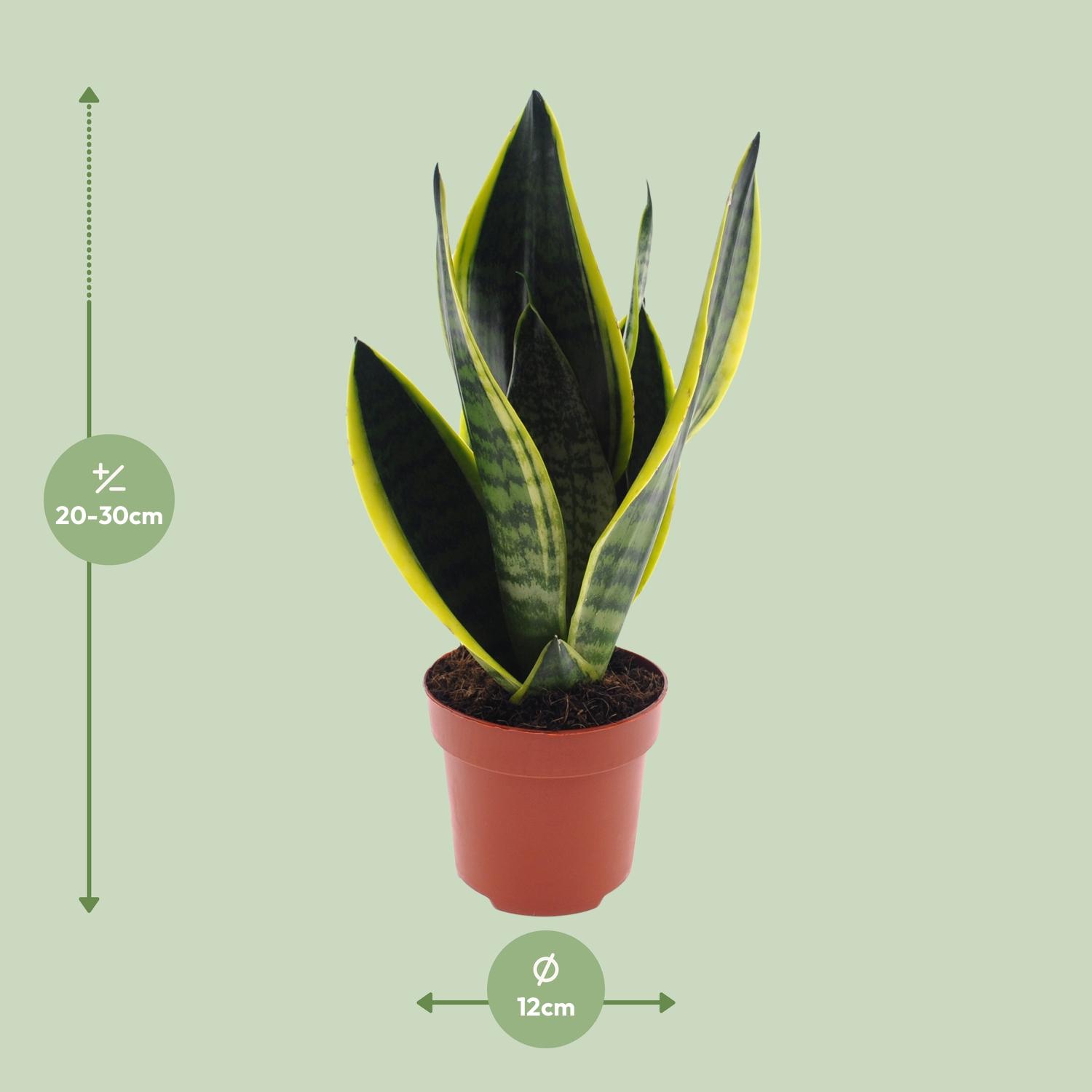 Sansevieria Futura Superba (11167)