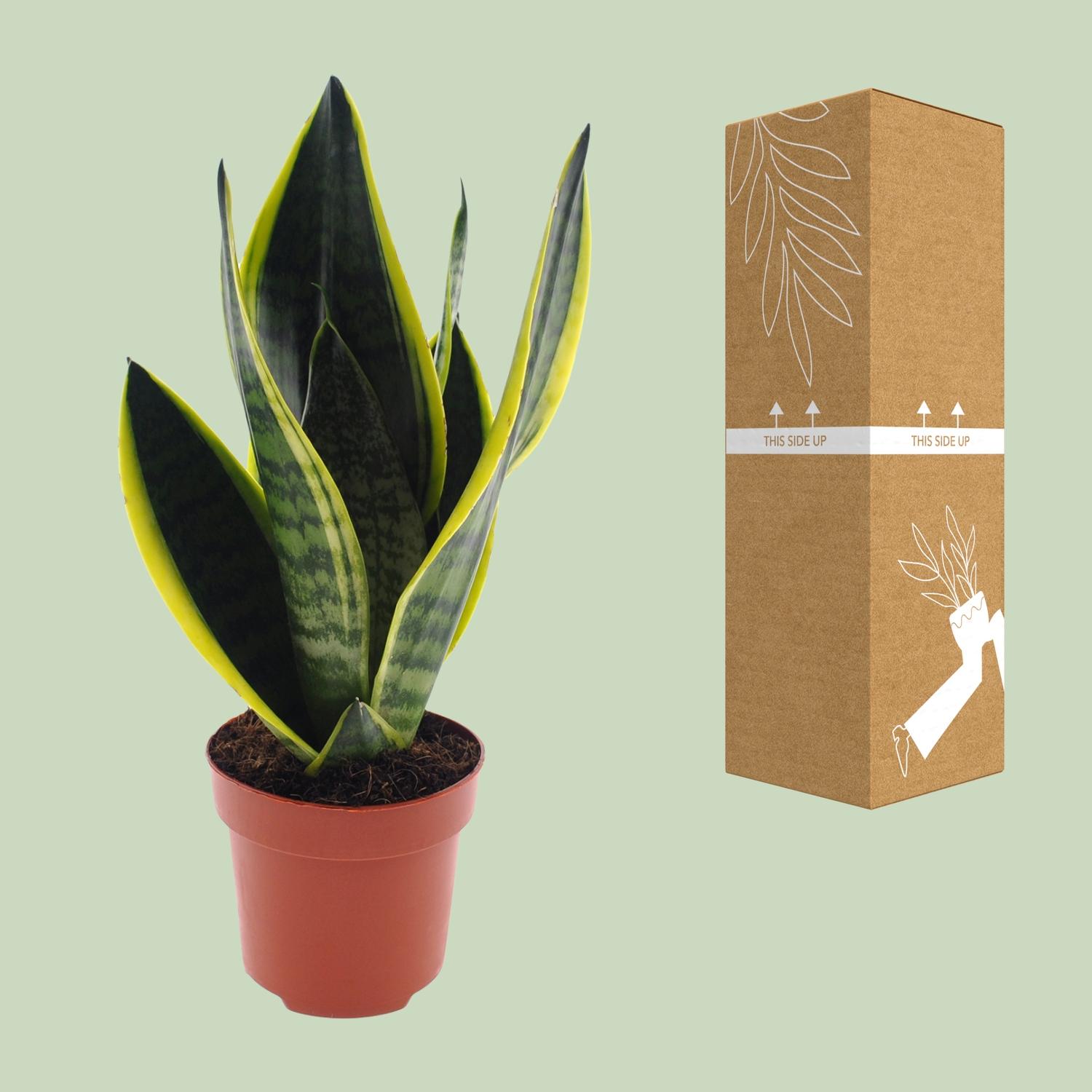Sansevieria Futura Superba (11167)