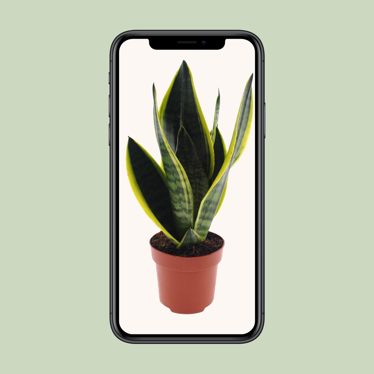 Sansevieria Futura Superba (11167)