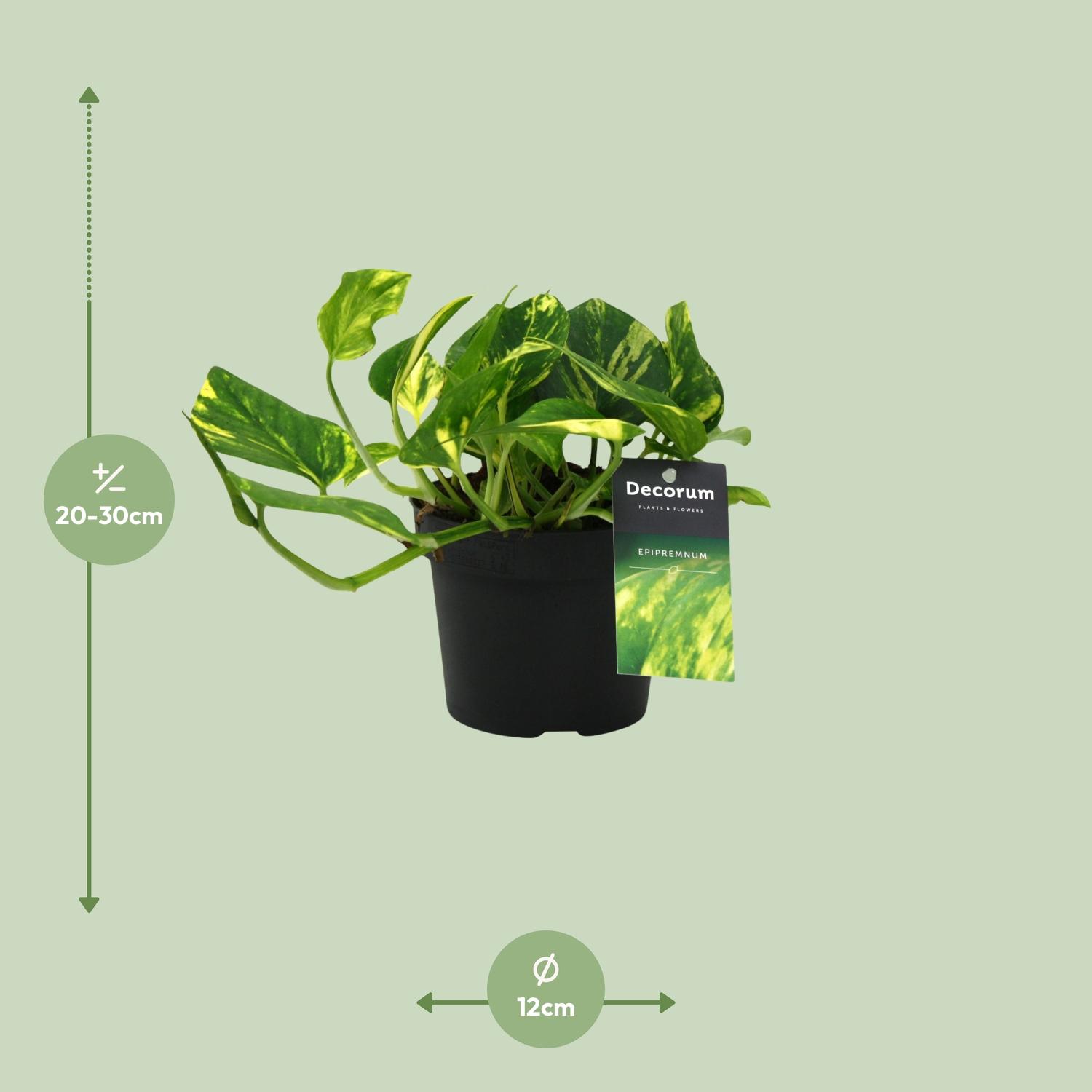 Scindapsus (Epipremnum) N'joy Gold (12454)